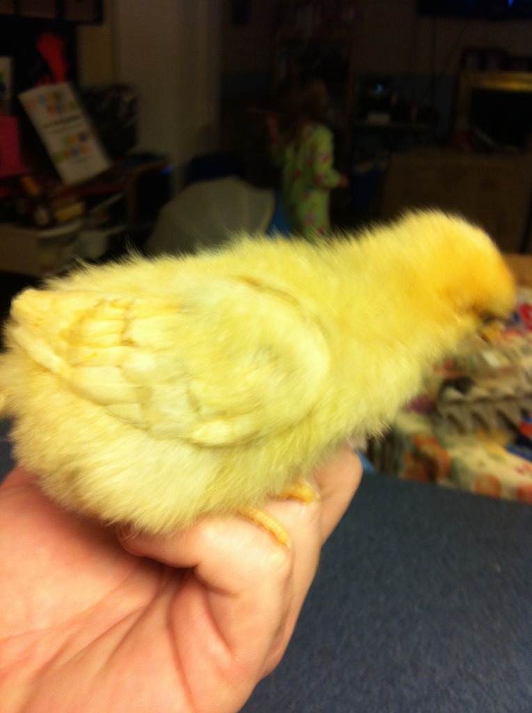 Chick#1 head