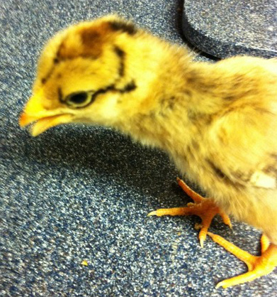 Chick #1 head