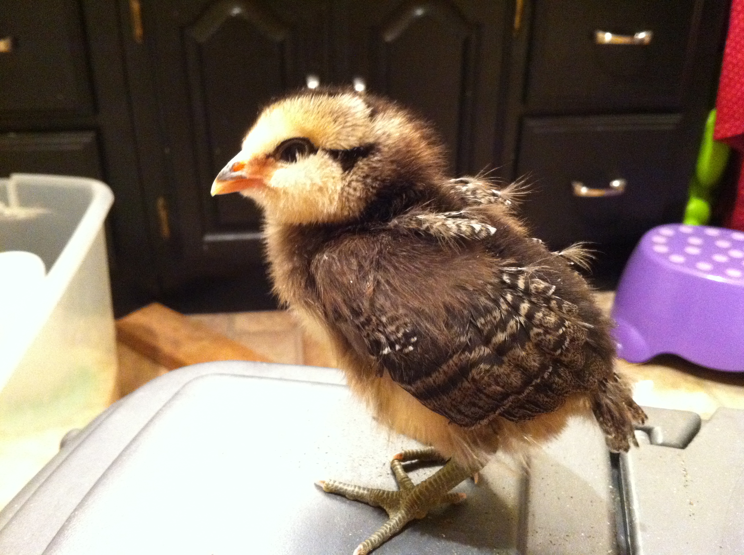 Chick 1 is yellow and black with black legs.  Very fluffy face and very outgoing.