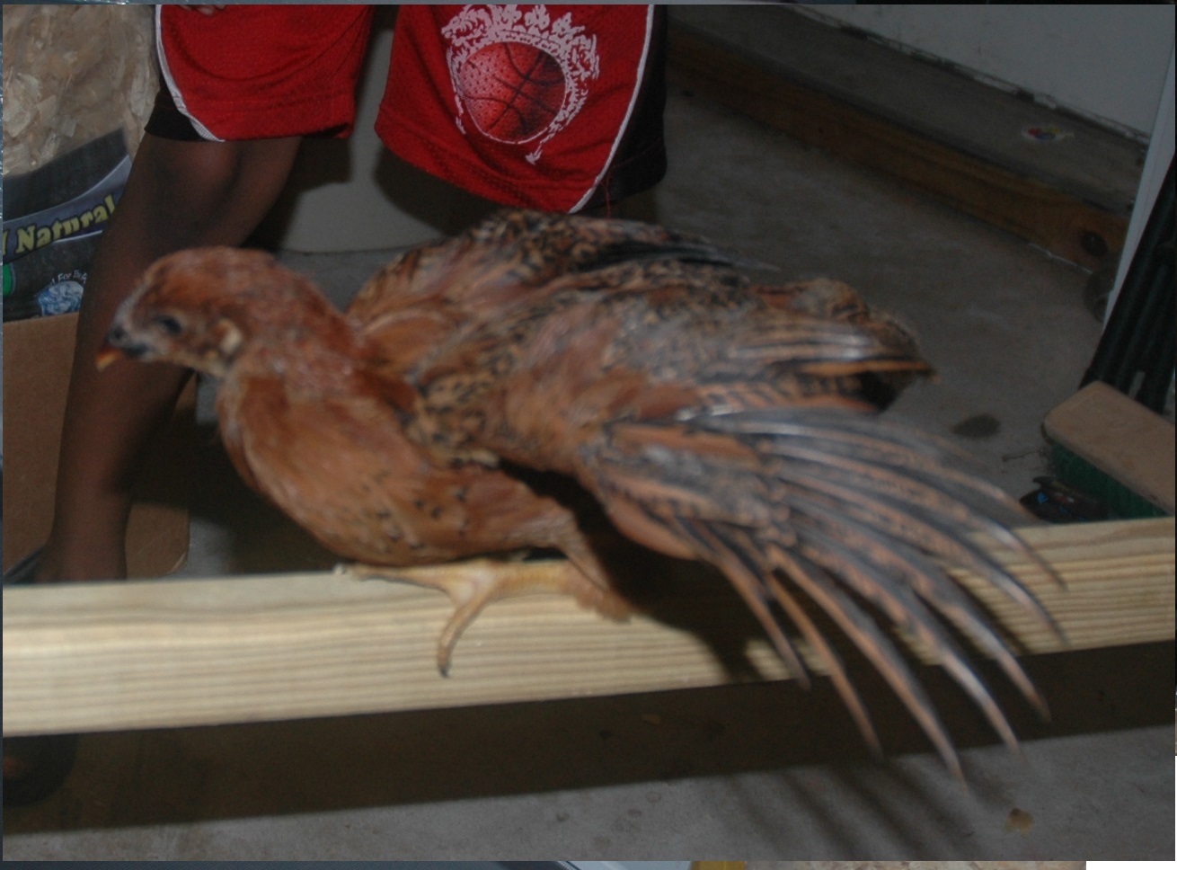 chick 1: my guess is a pullet