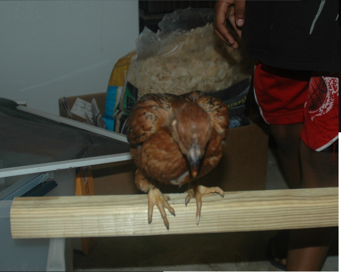 chick 1: pullet guess again