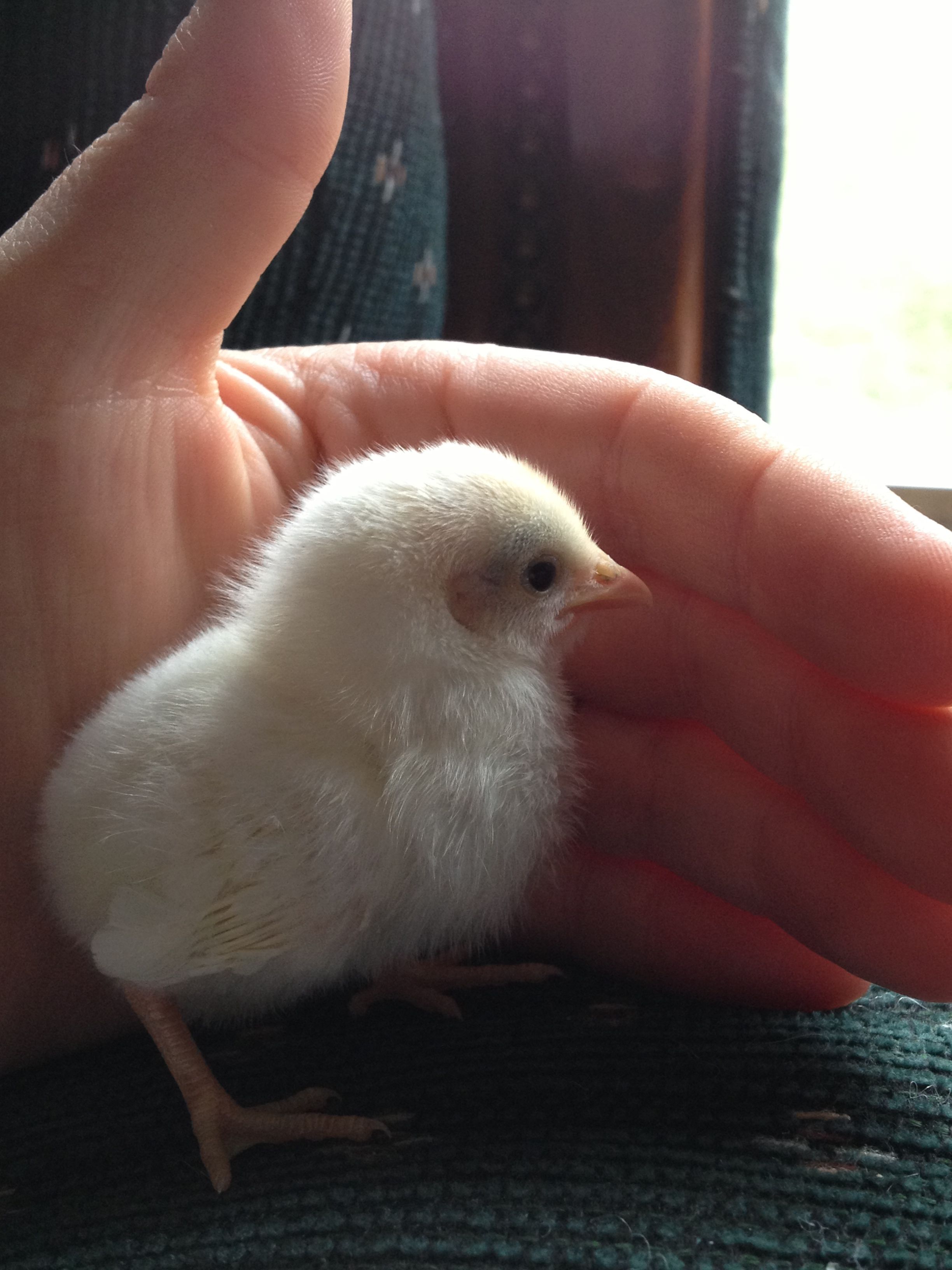 Chick 1 - Right side