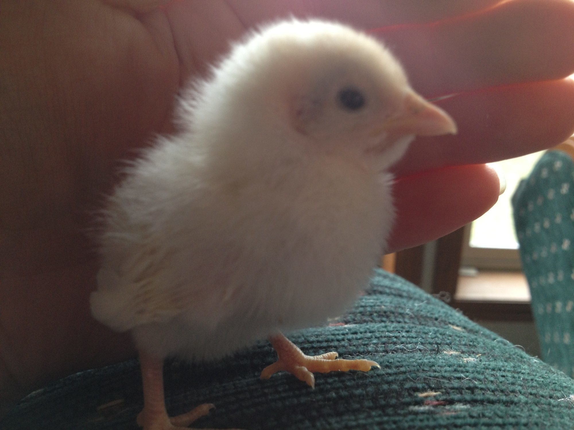 Chick 1 - Right side