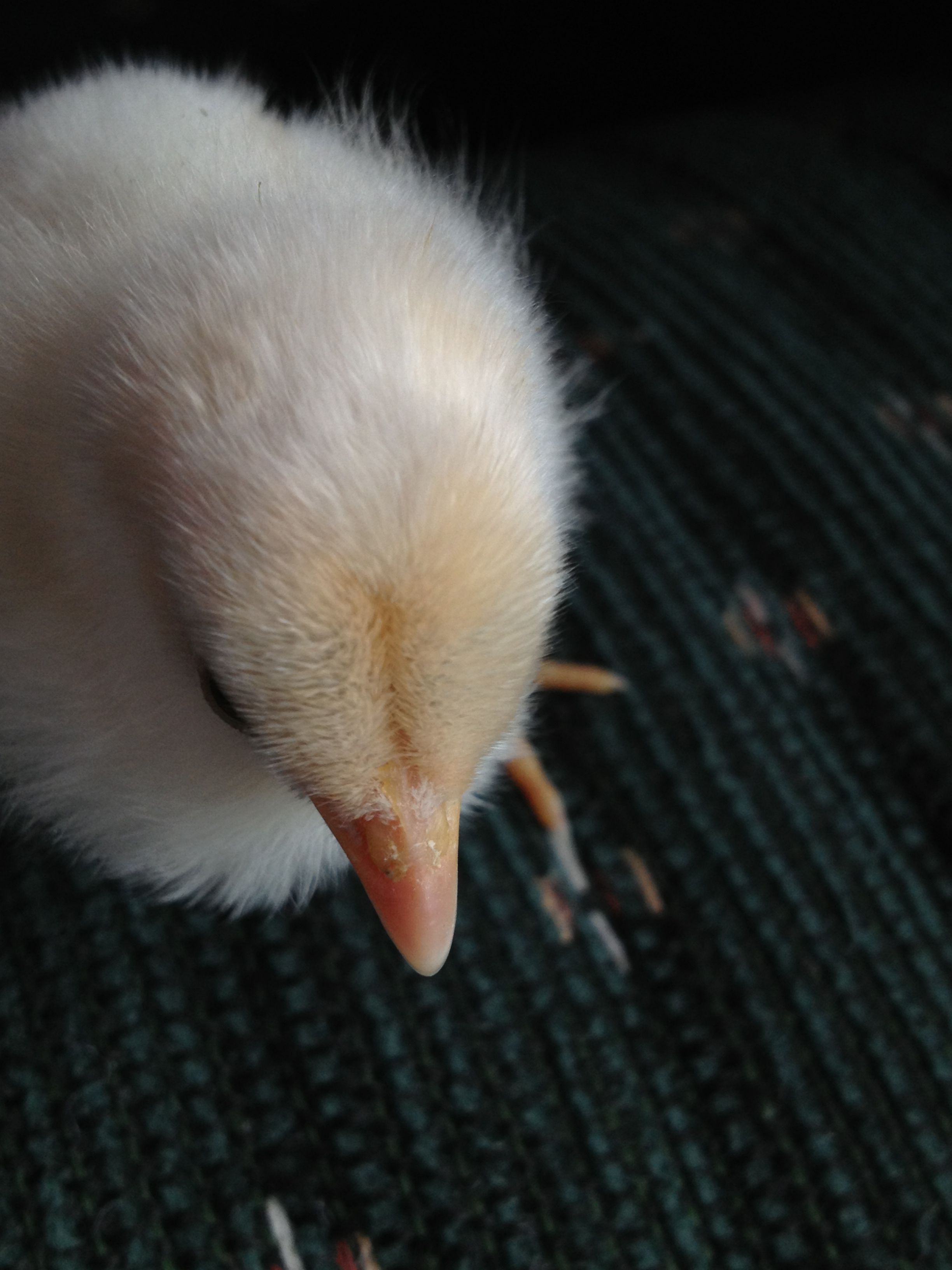 Chick 1 - Top of head