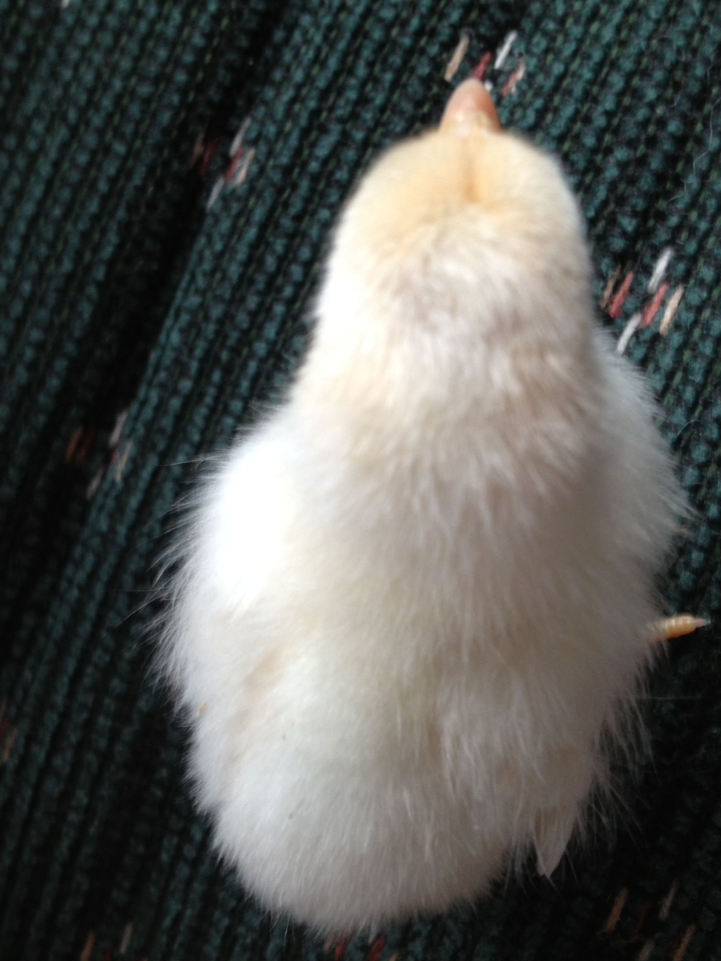 Chick 1 - Top view