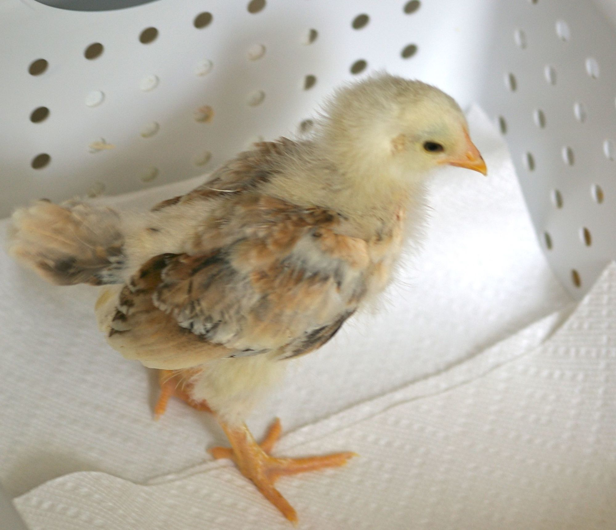 Chick 1
