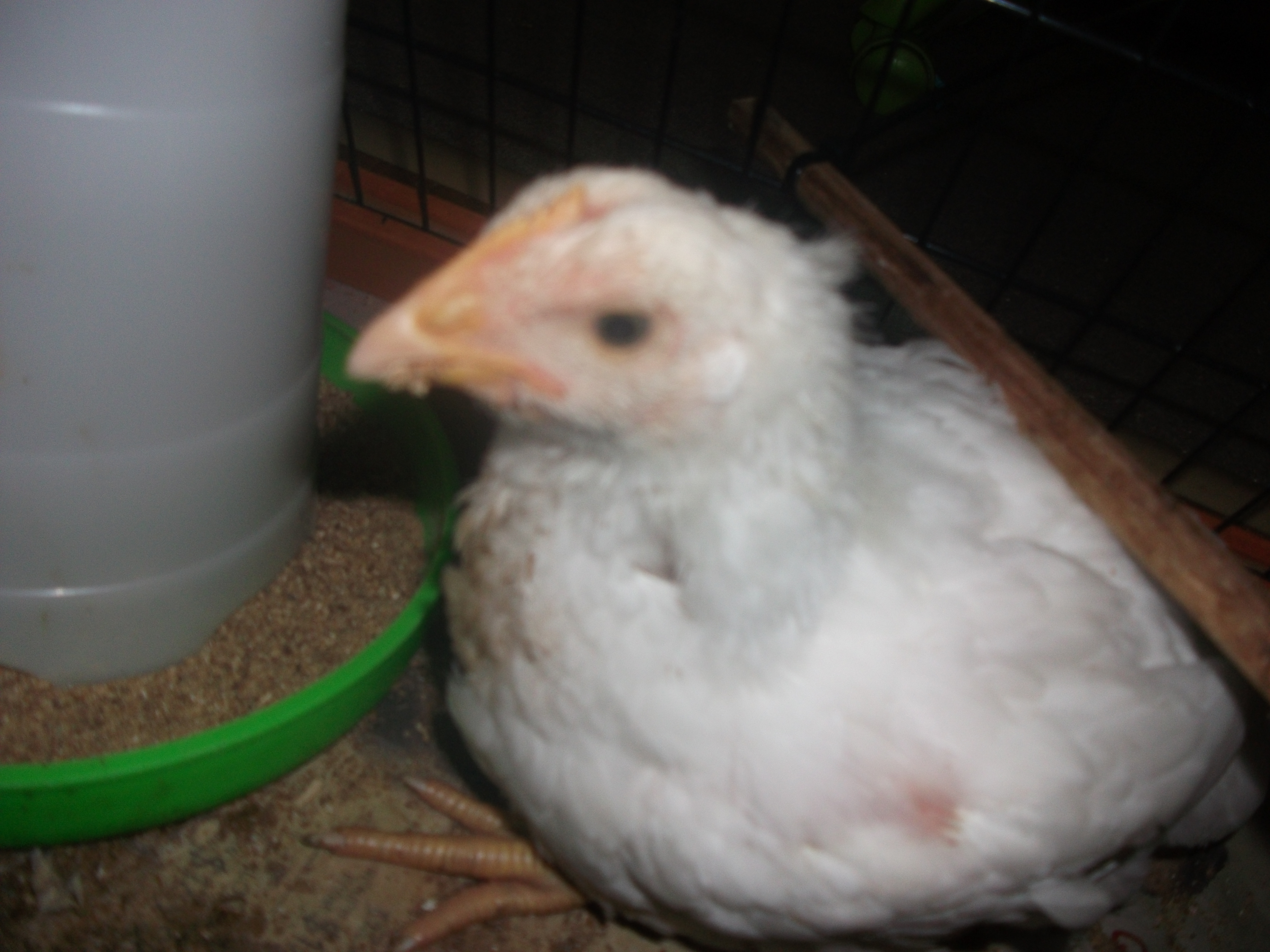 chick 1