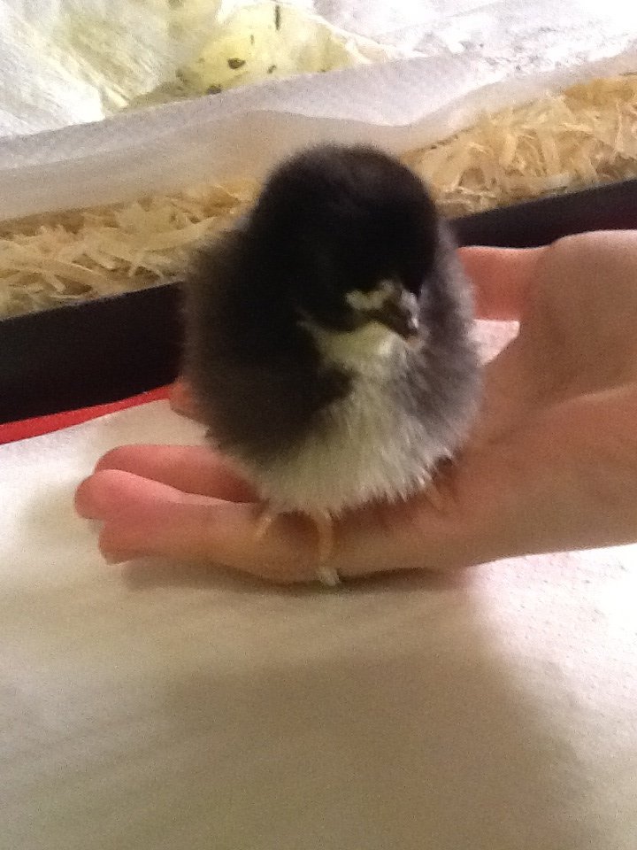 Chick 1