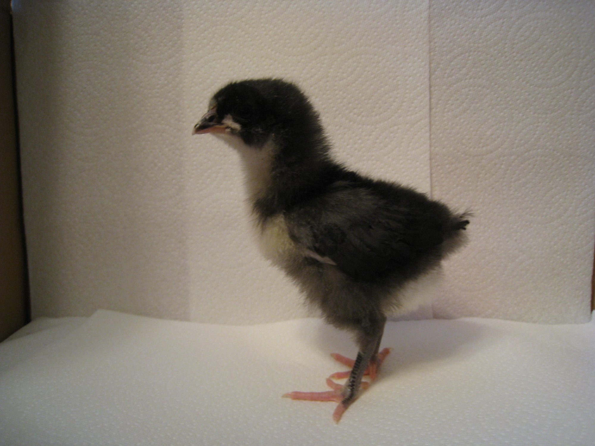 chick #1