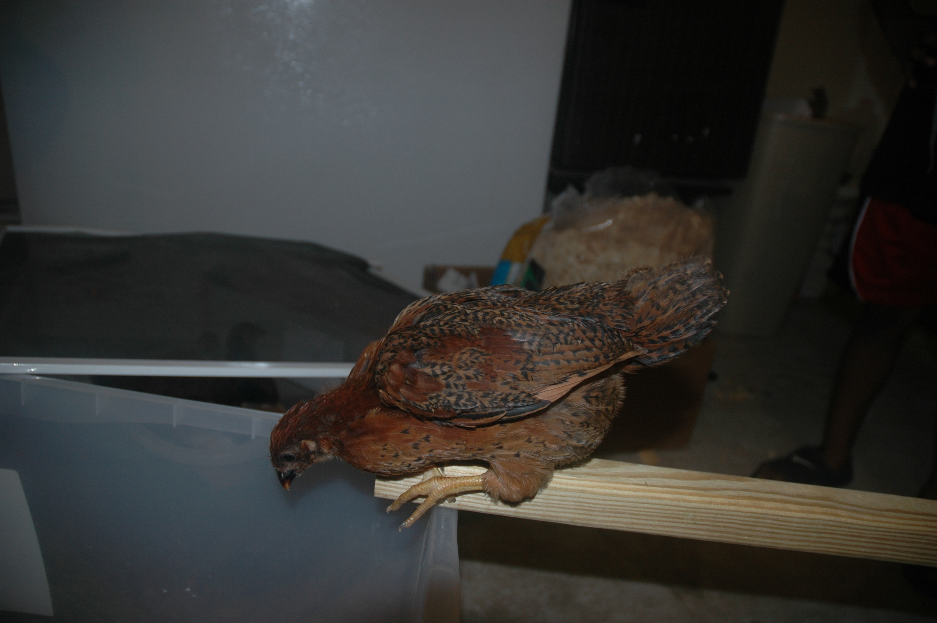 chick 1