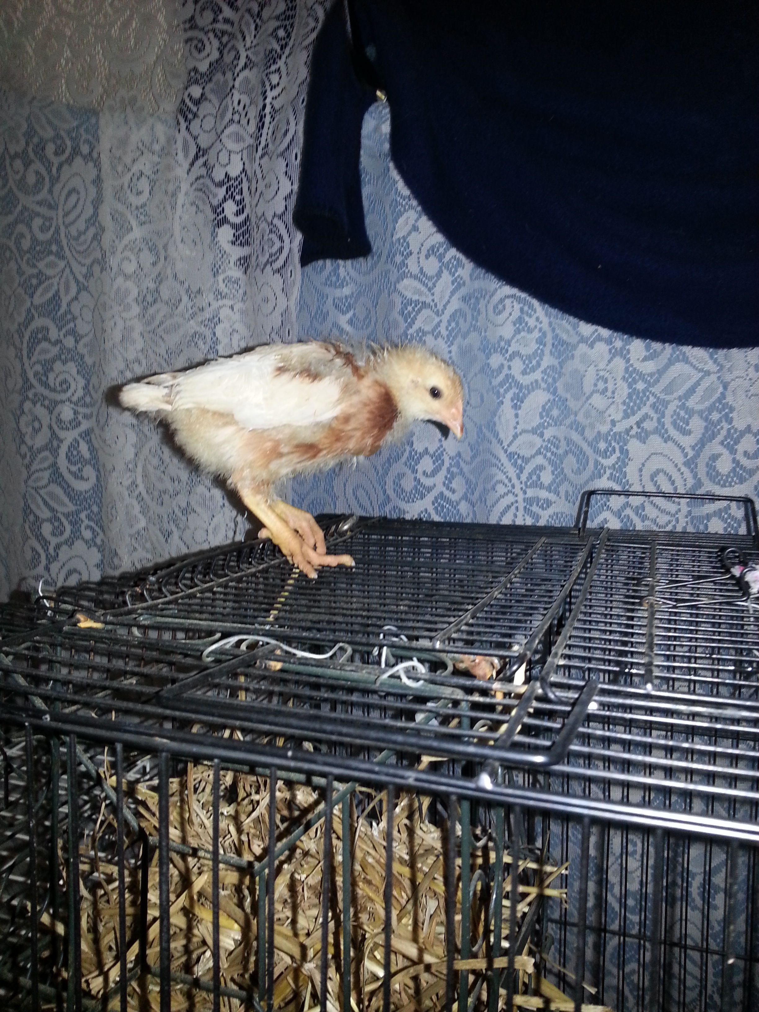 chick #1