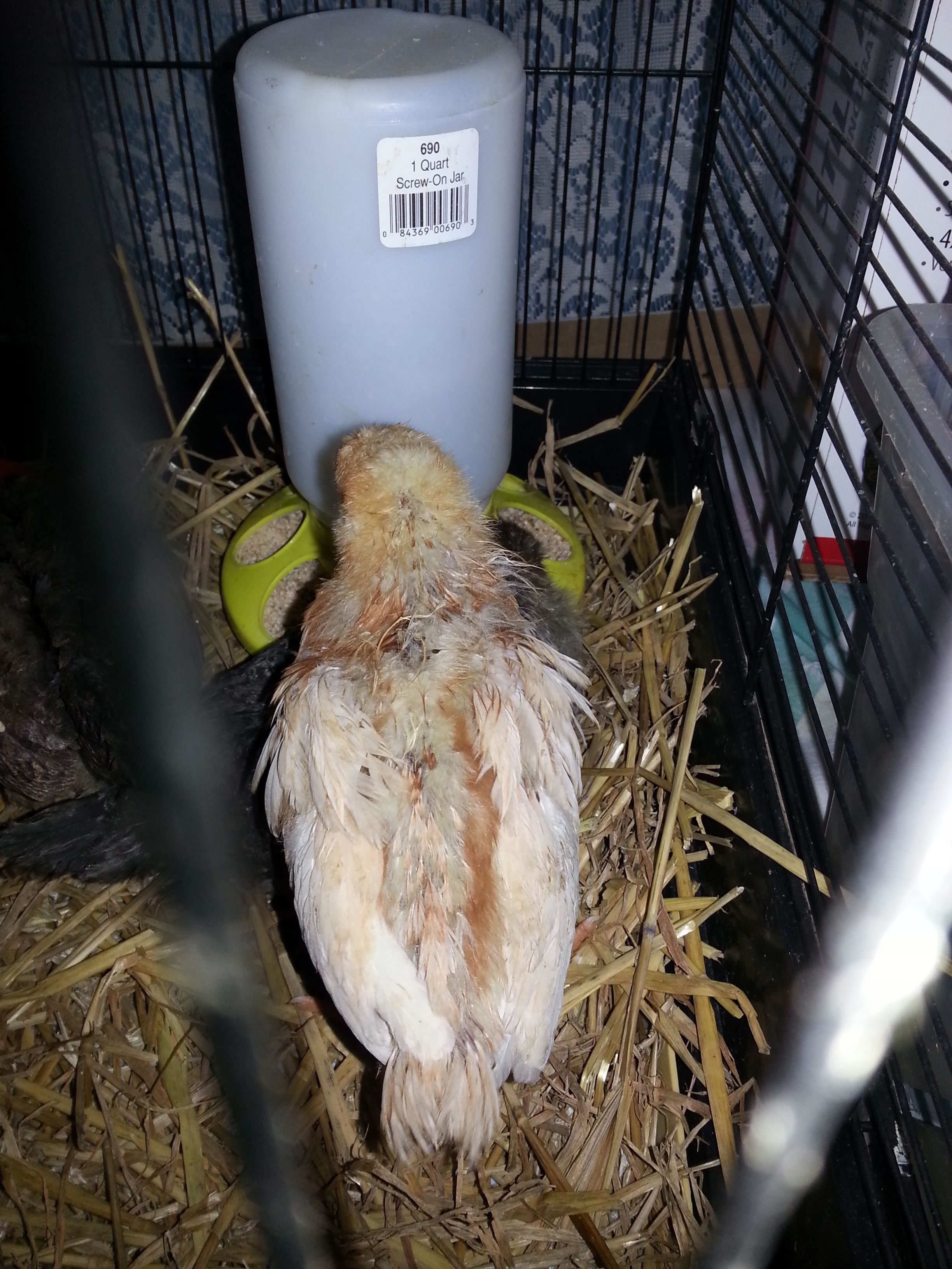 chick #1