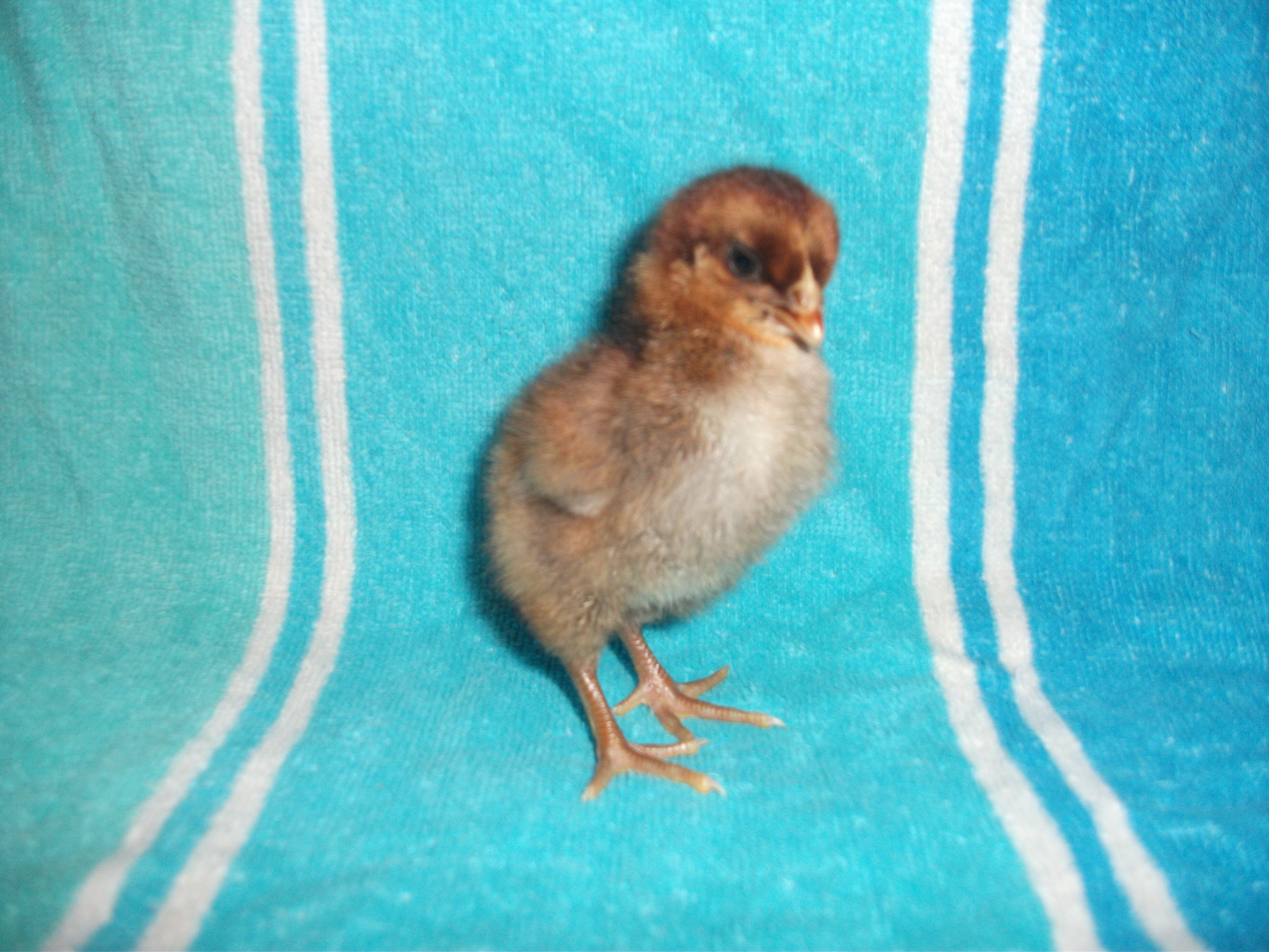 Chick 1