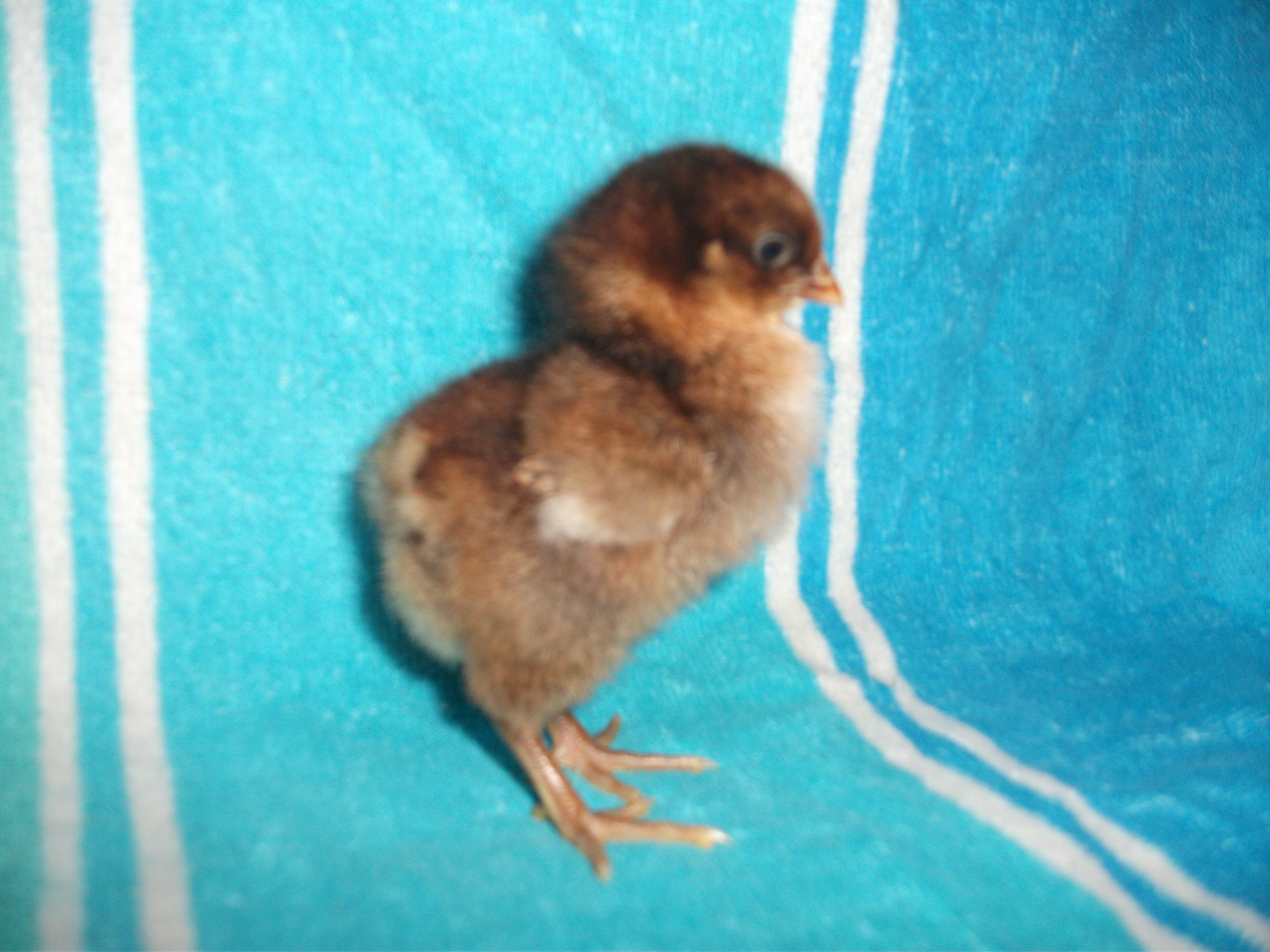 Chick 1