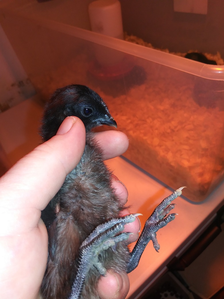 Chick # 1