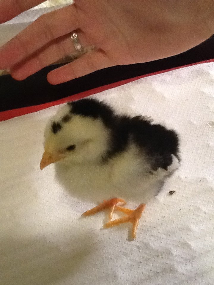 Chick 10