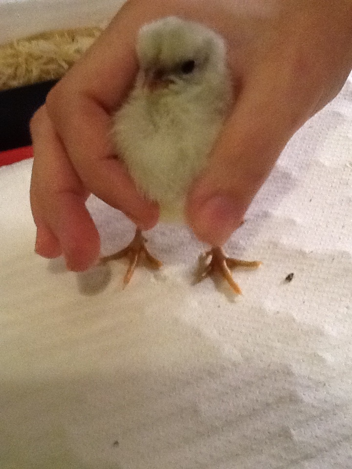 Chick 11
