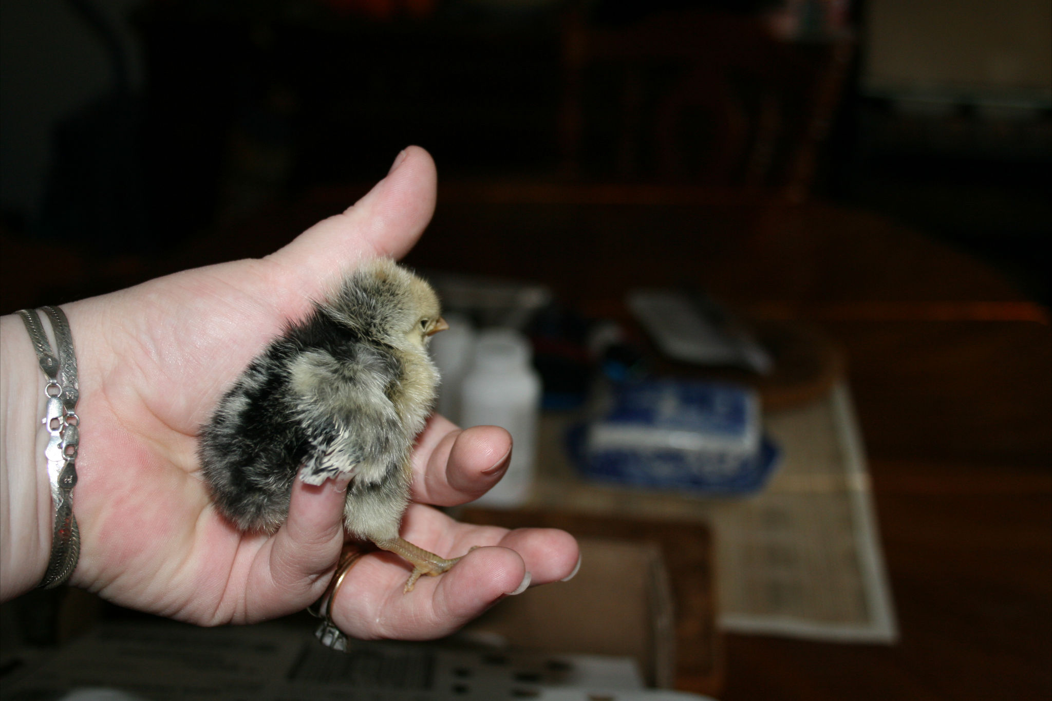 Chick 13
