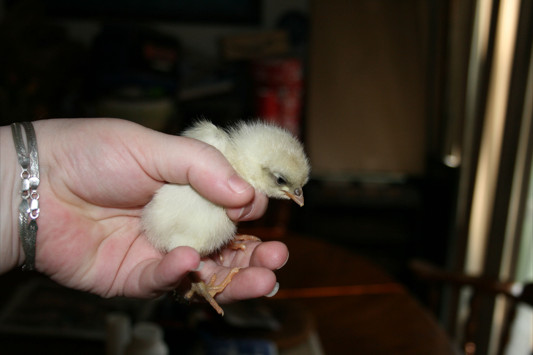 Chick 16