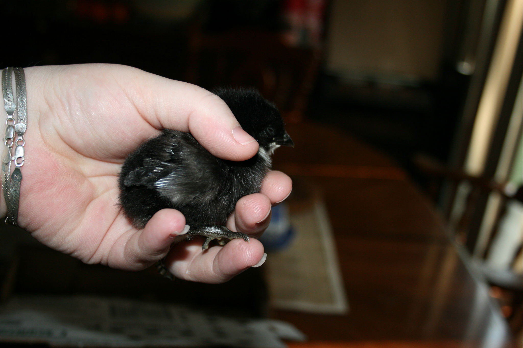 Chick 19
