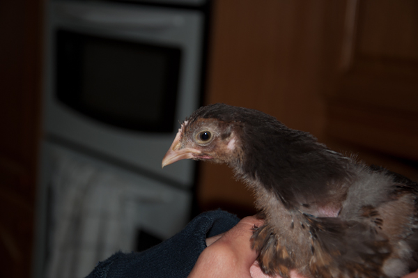 Chick 1a