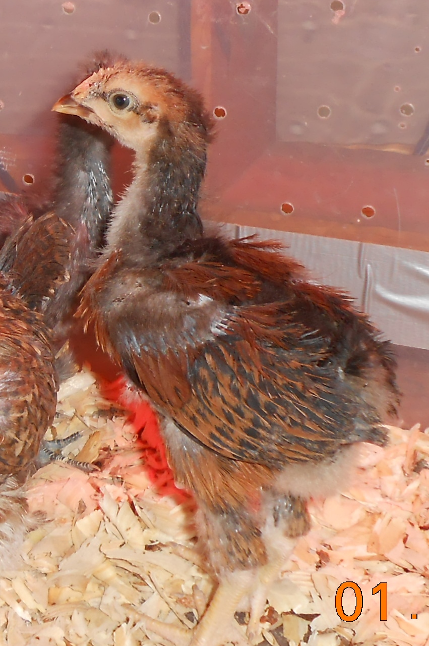 Chick # 2 (boy) @ 3 1/2 weeks
