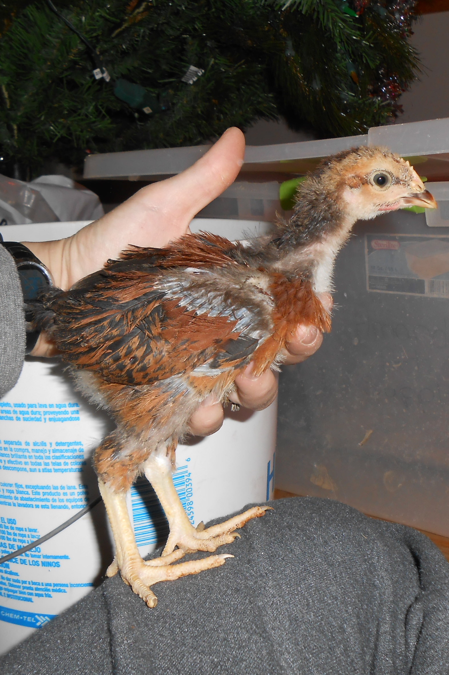 Chick # 2 (boy) @ 3 1/2 weeks