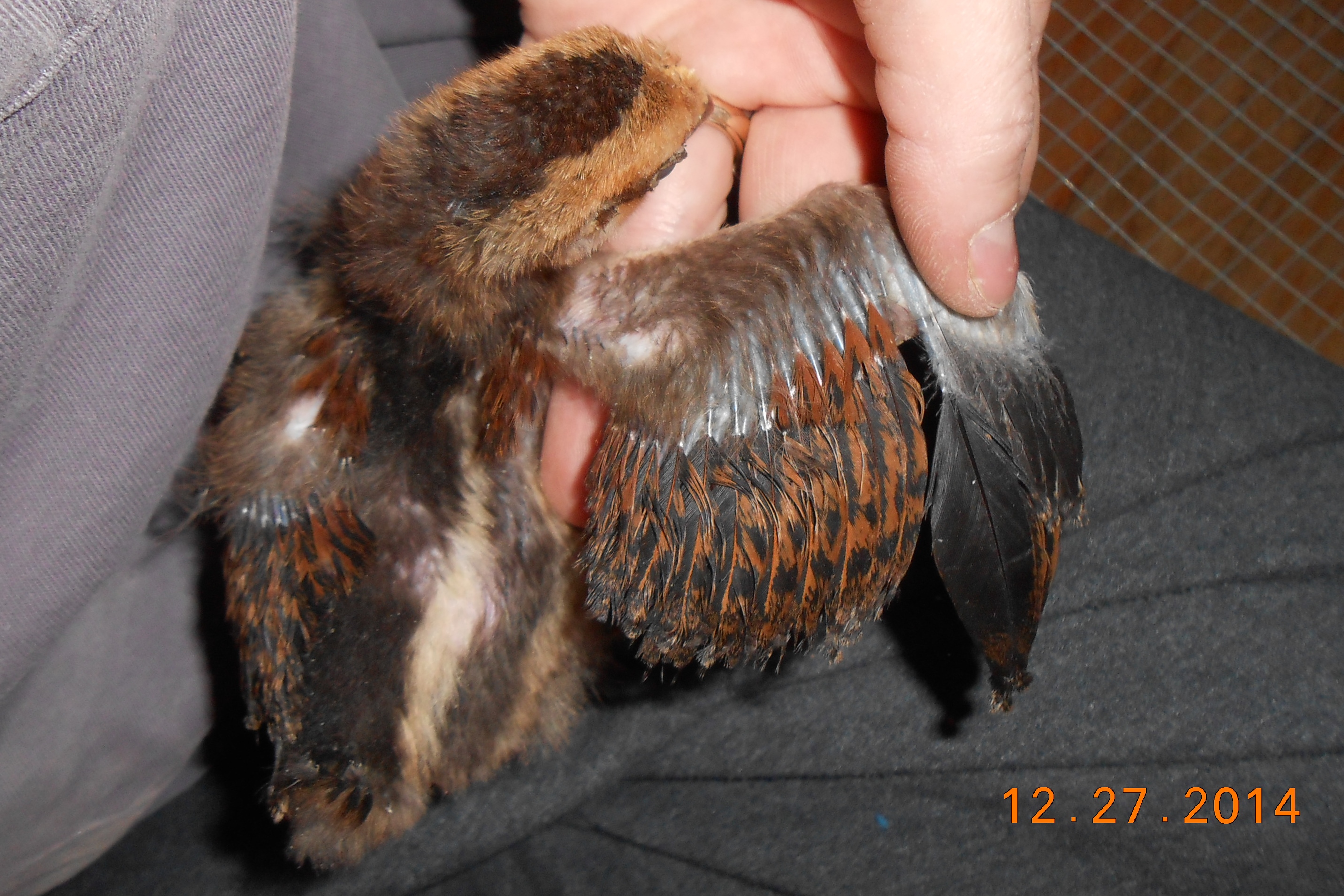 Chick #2 (boy) wing feathering @ 19 days