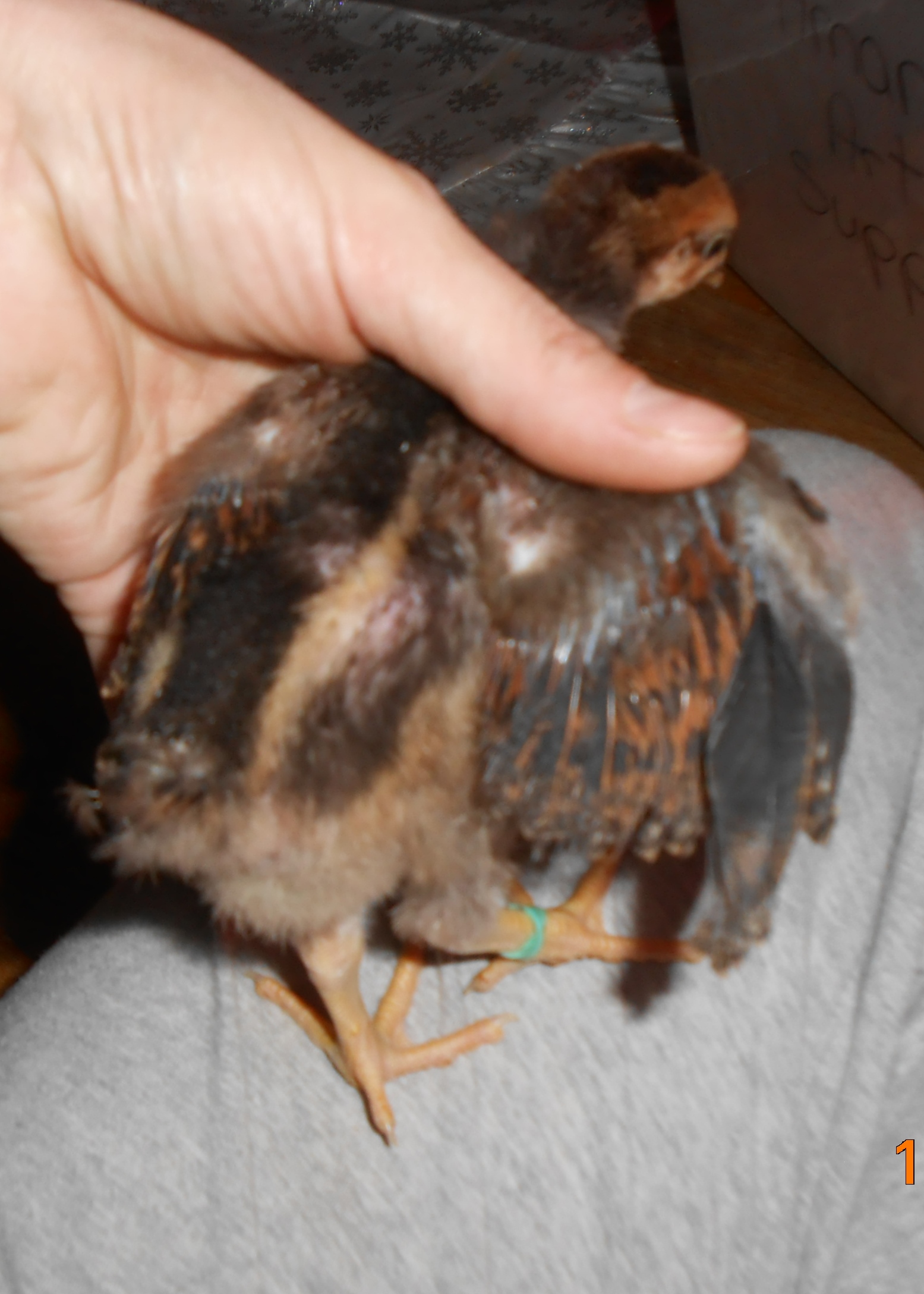 Chick #2 (boy) wing feathering @ 2 1/2 weeks