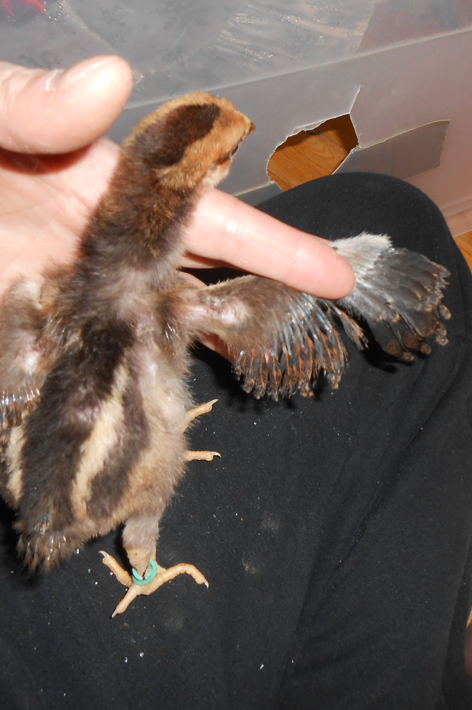 Chick #2 (boy)wing feathering @ 2 weeks