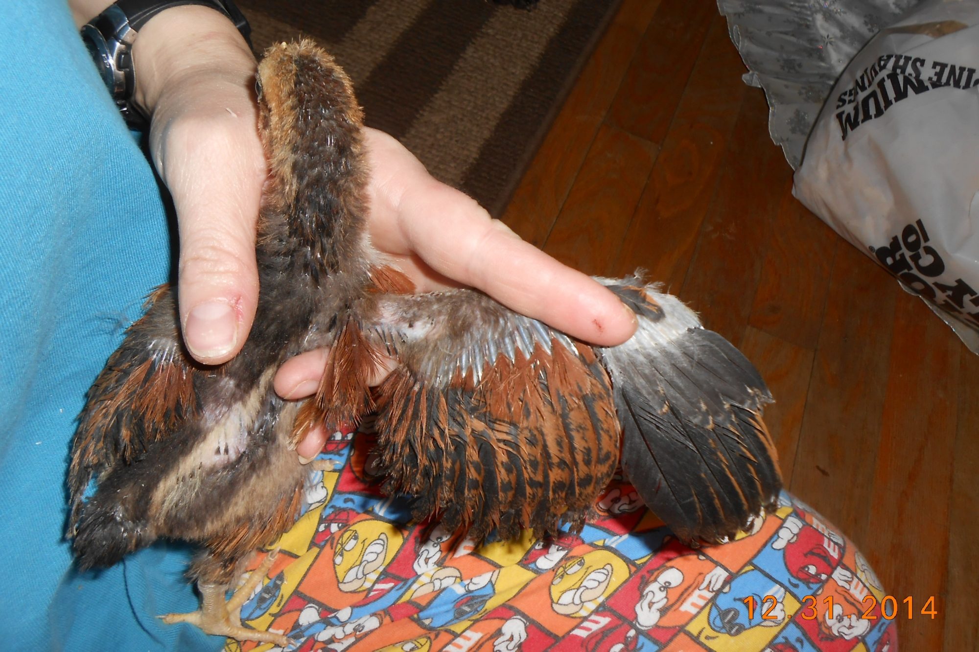 Chick #2 (boy) wing feathering @ 3 weeks