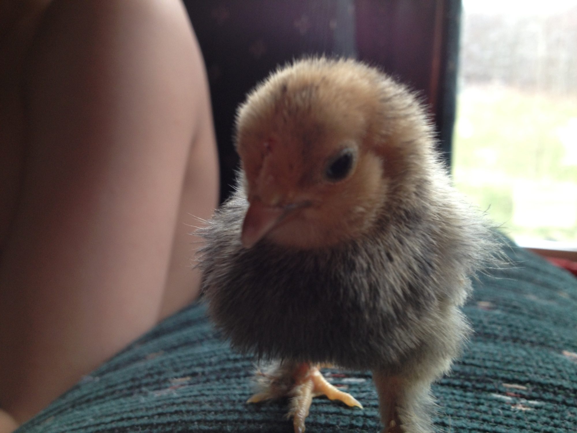 Chick 2 - Cheek view (Mille Fleur d'Uccle?)