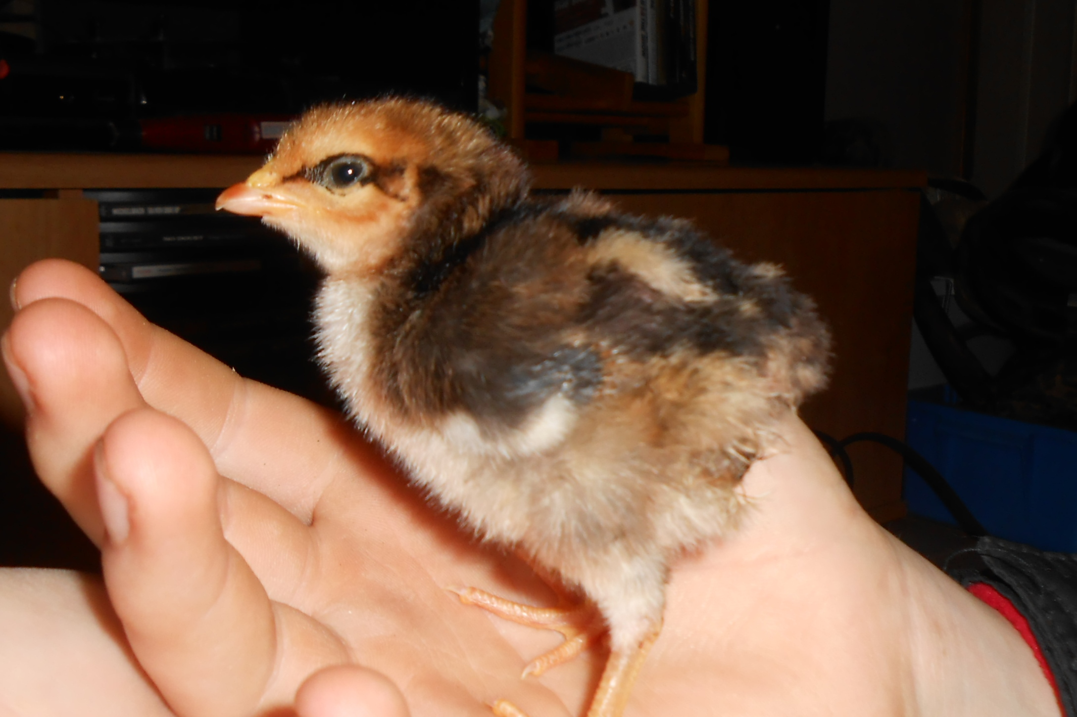Chick #2 @ day 6