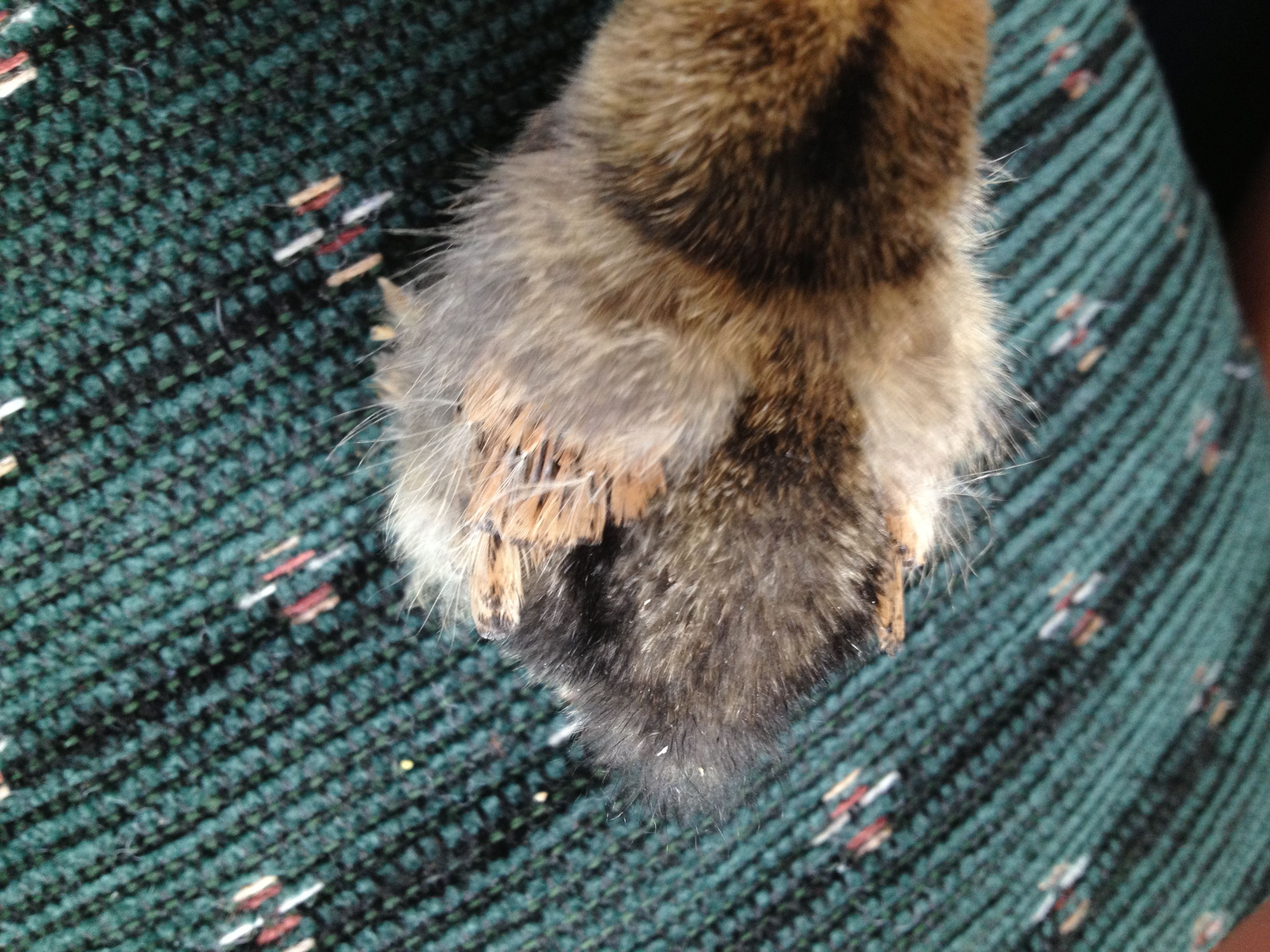 Chick 2 - Feather colors (Mille Fleur d'Uccle?)