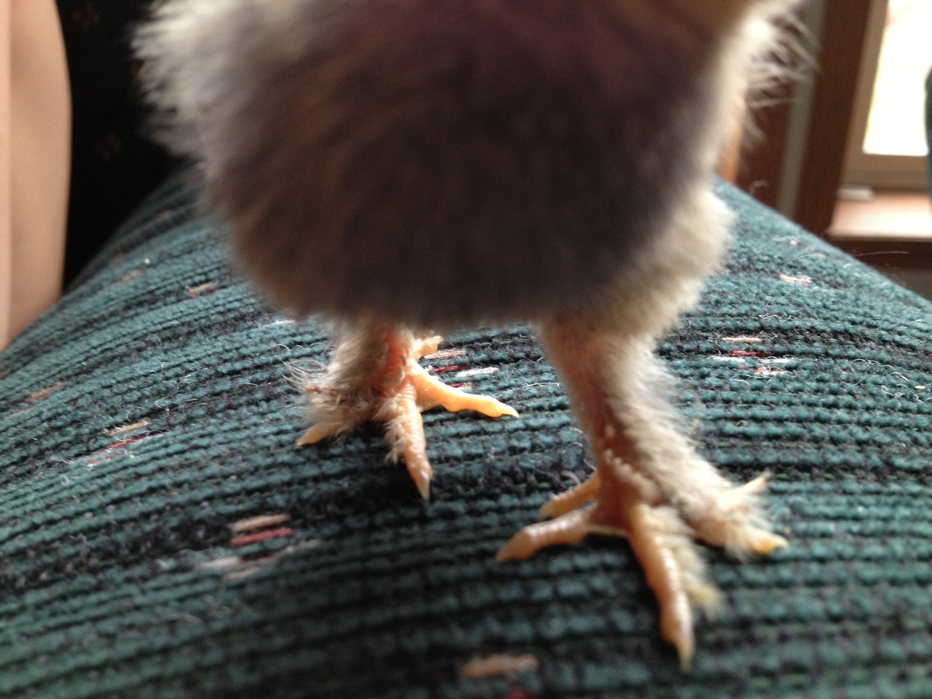 Chick 2 - Feathered, 4 toed feet (Mille Fleur d'Uccle?)