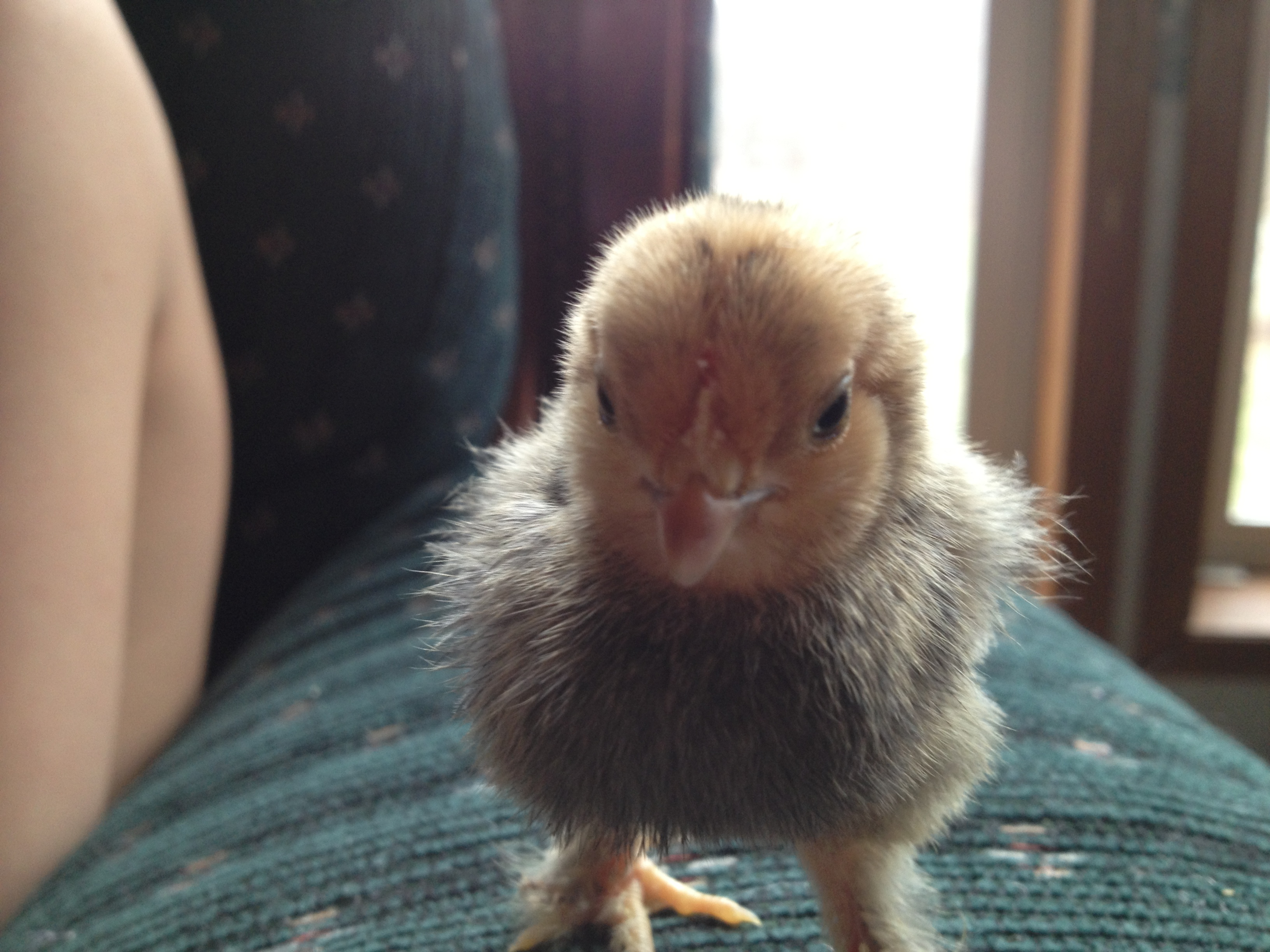 Chick 2 - Front View (Mille Fleur d'Uccle?)