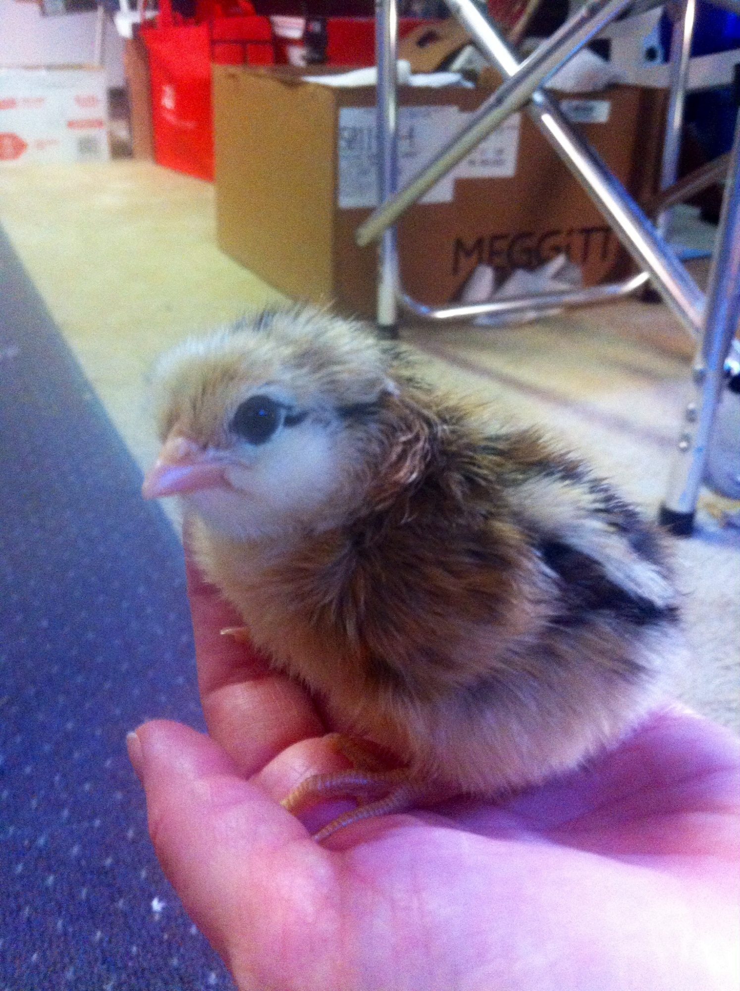 Chick #2. Guessing he's a boy based off if feather on day 2