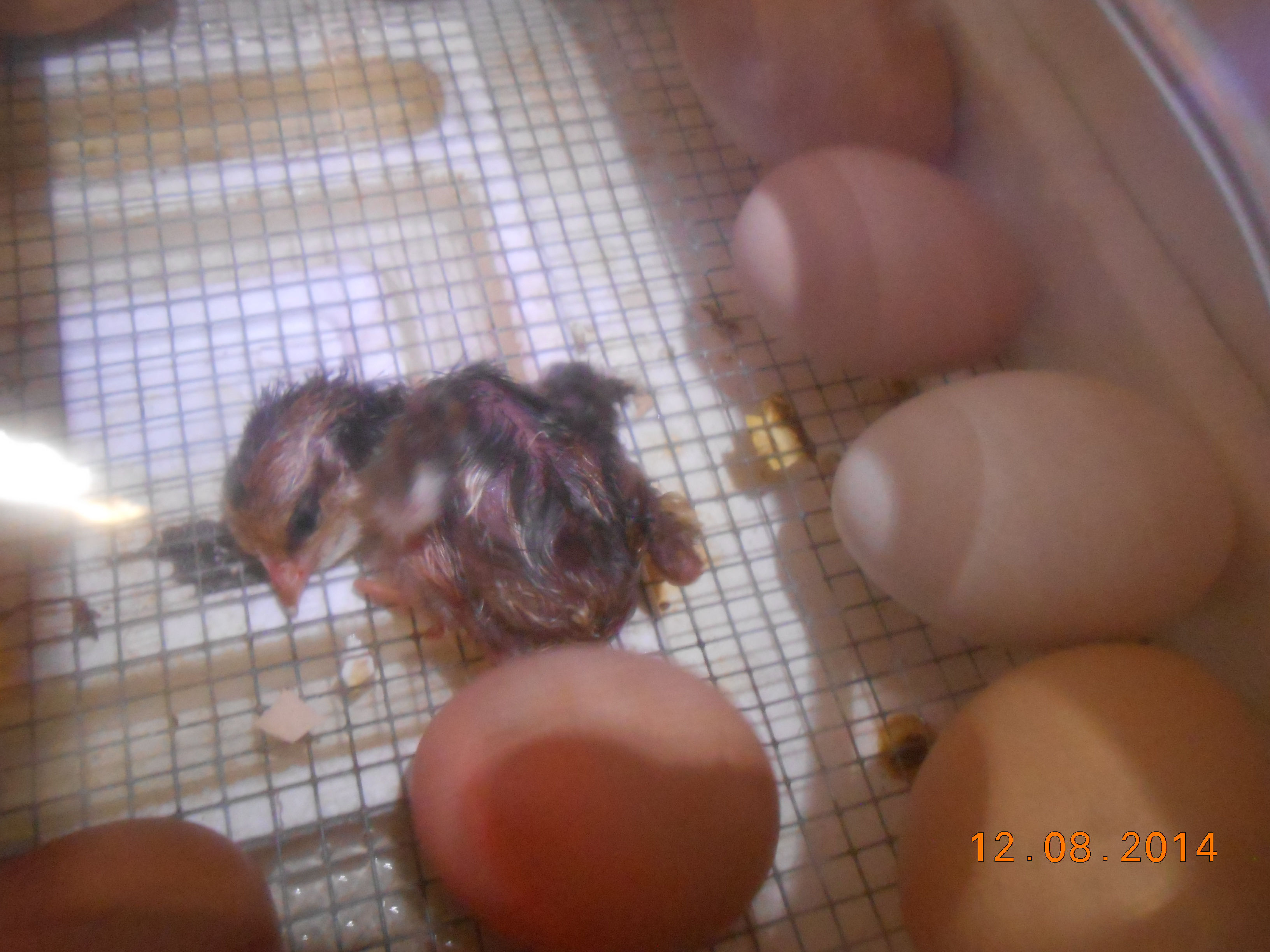 Chick #2 hatching