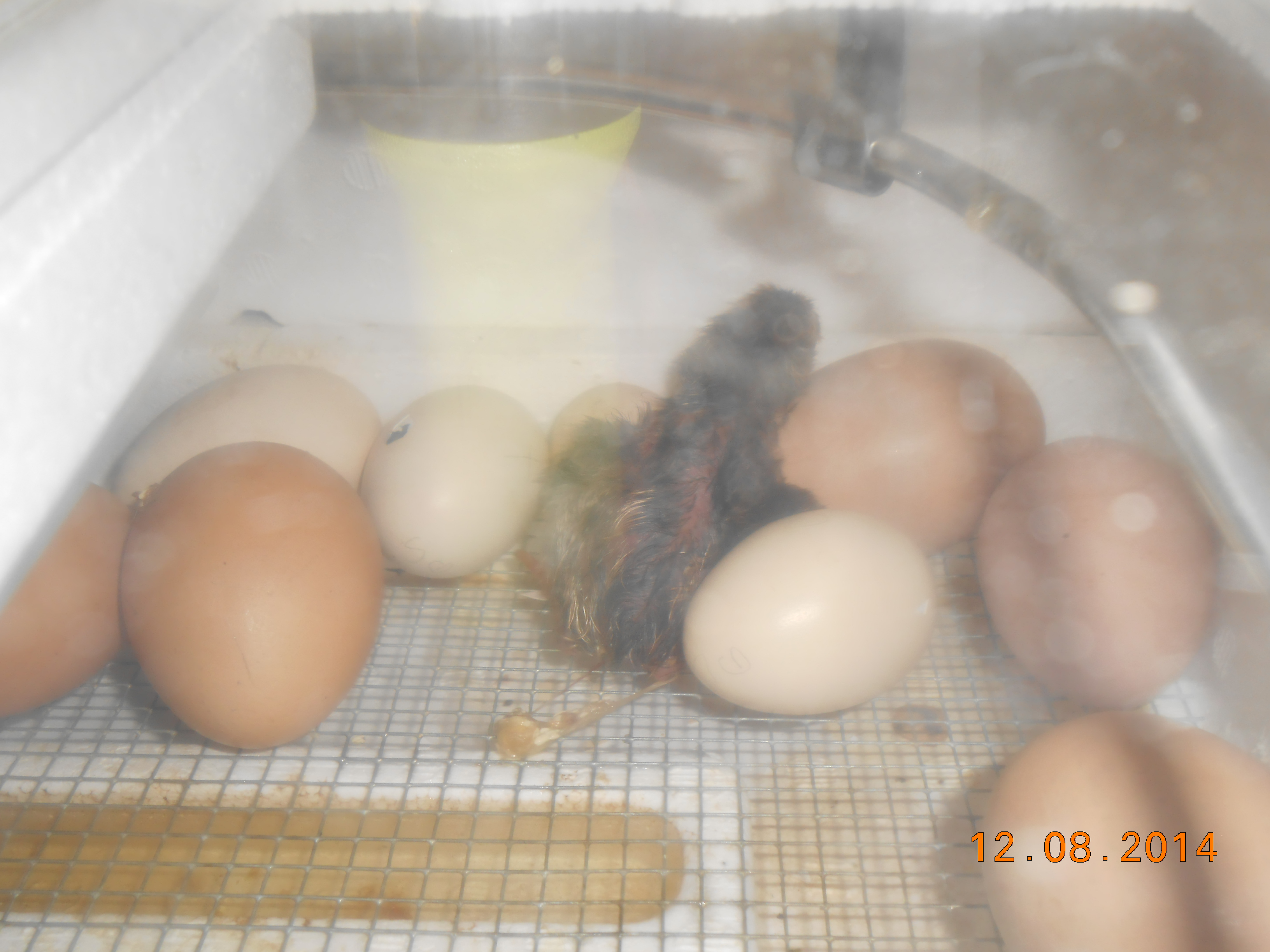 Chick # 2 hatching