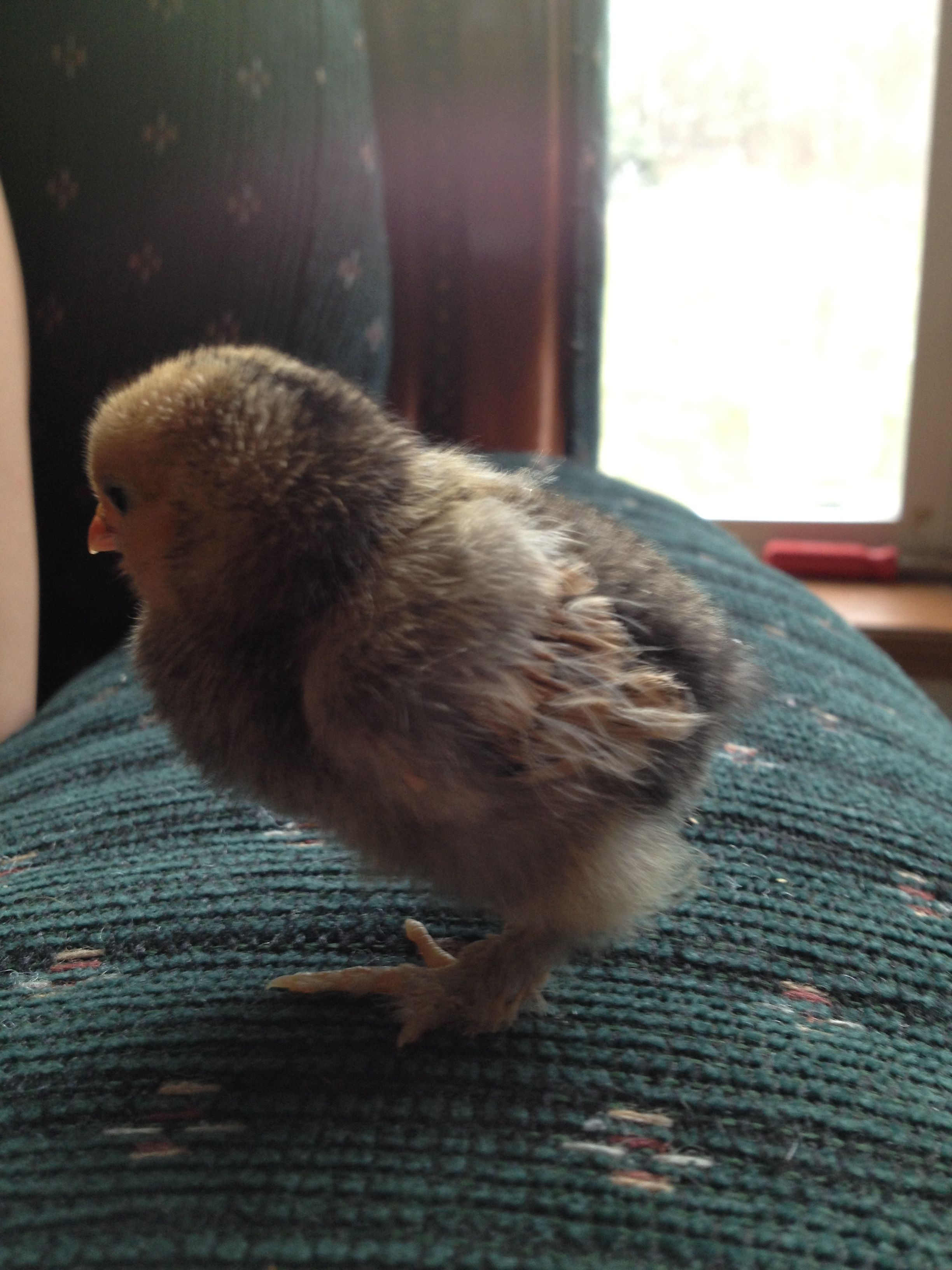 Chick 2 - Left Side (Mille Fleur d'Uccle?)