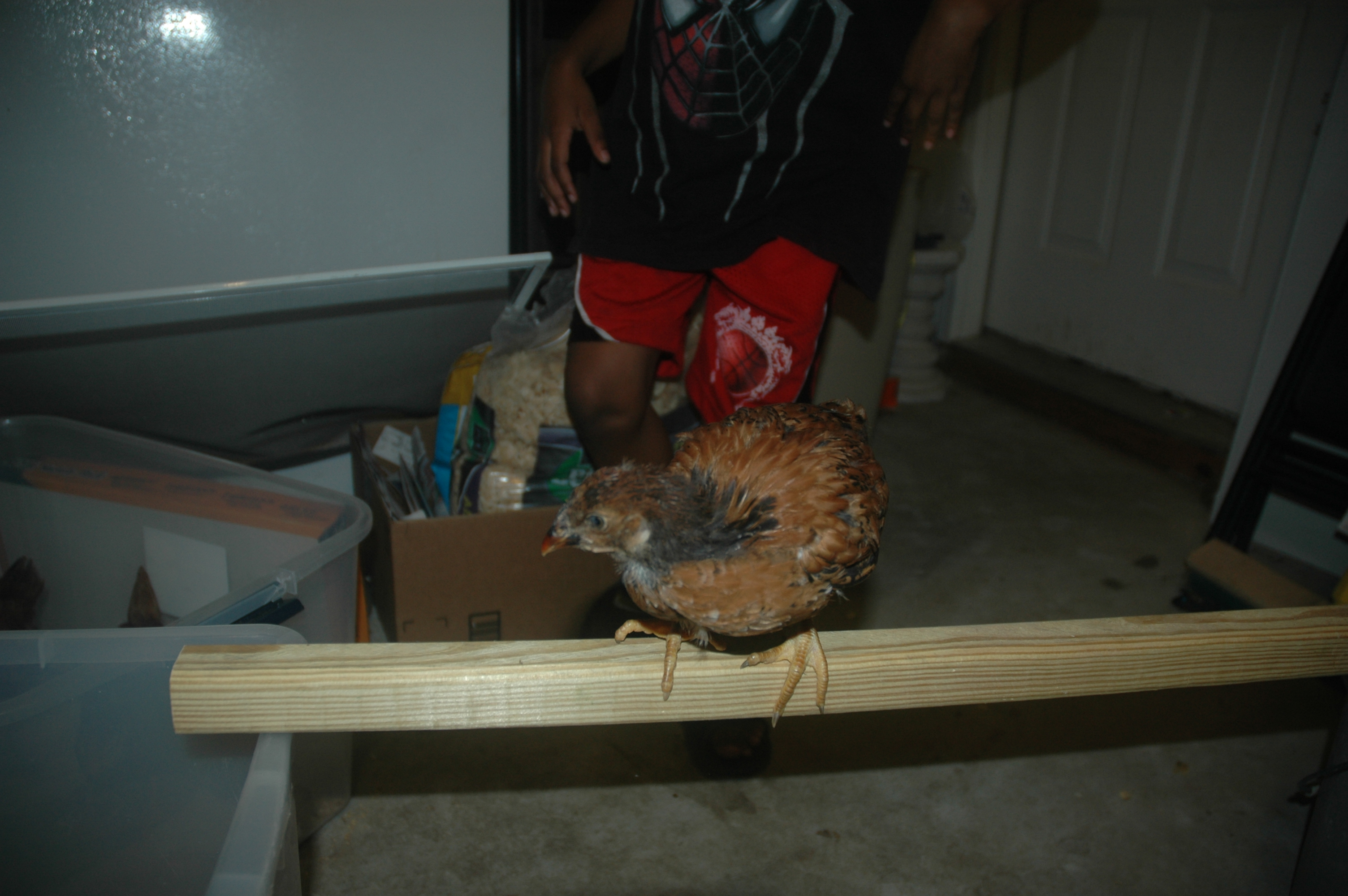 chick 2: my guess is pullet  or wishful thinking