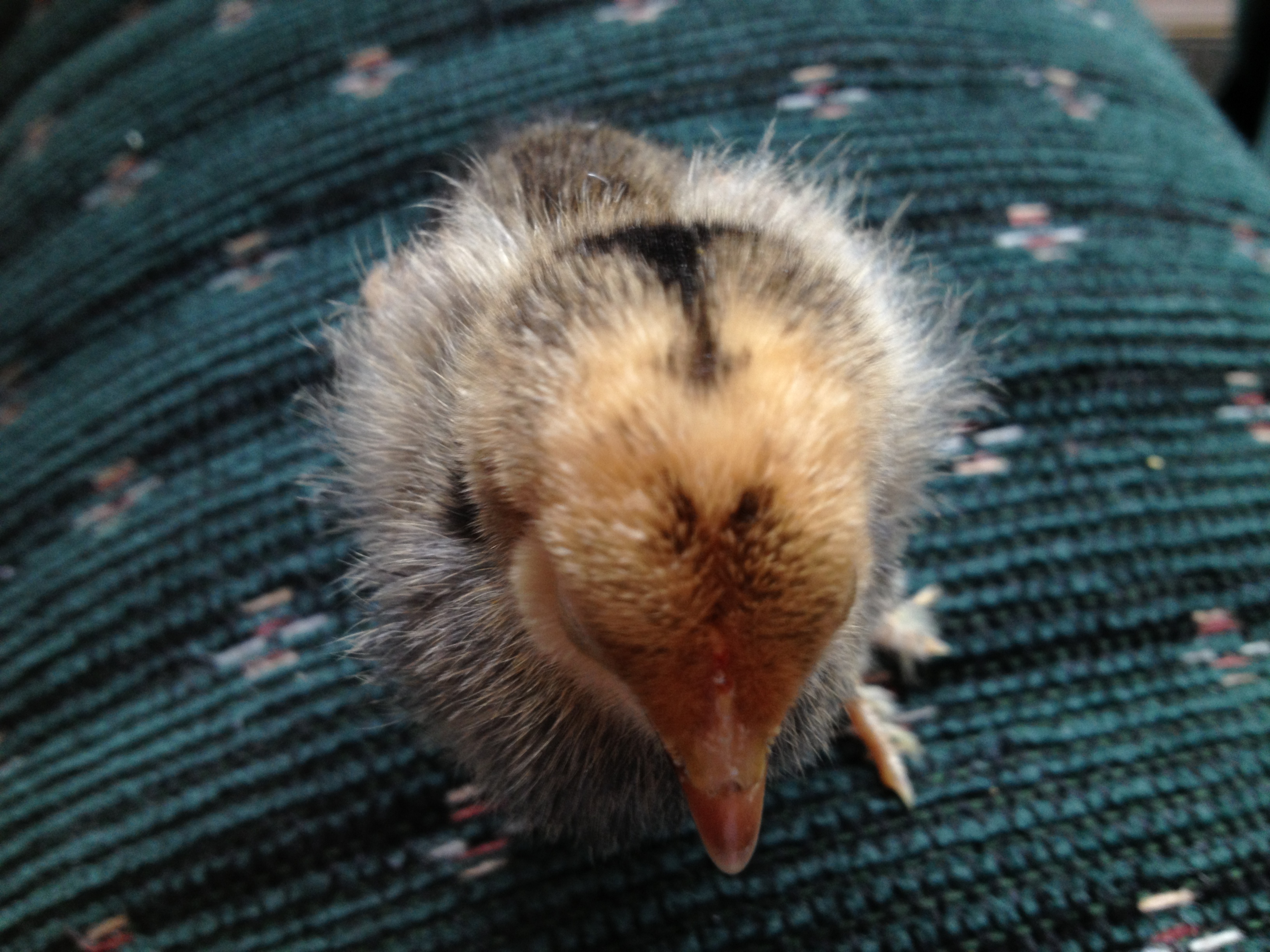 Chick 2 - Top of head (Mille Fleur d'Uccle?)