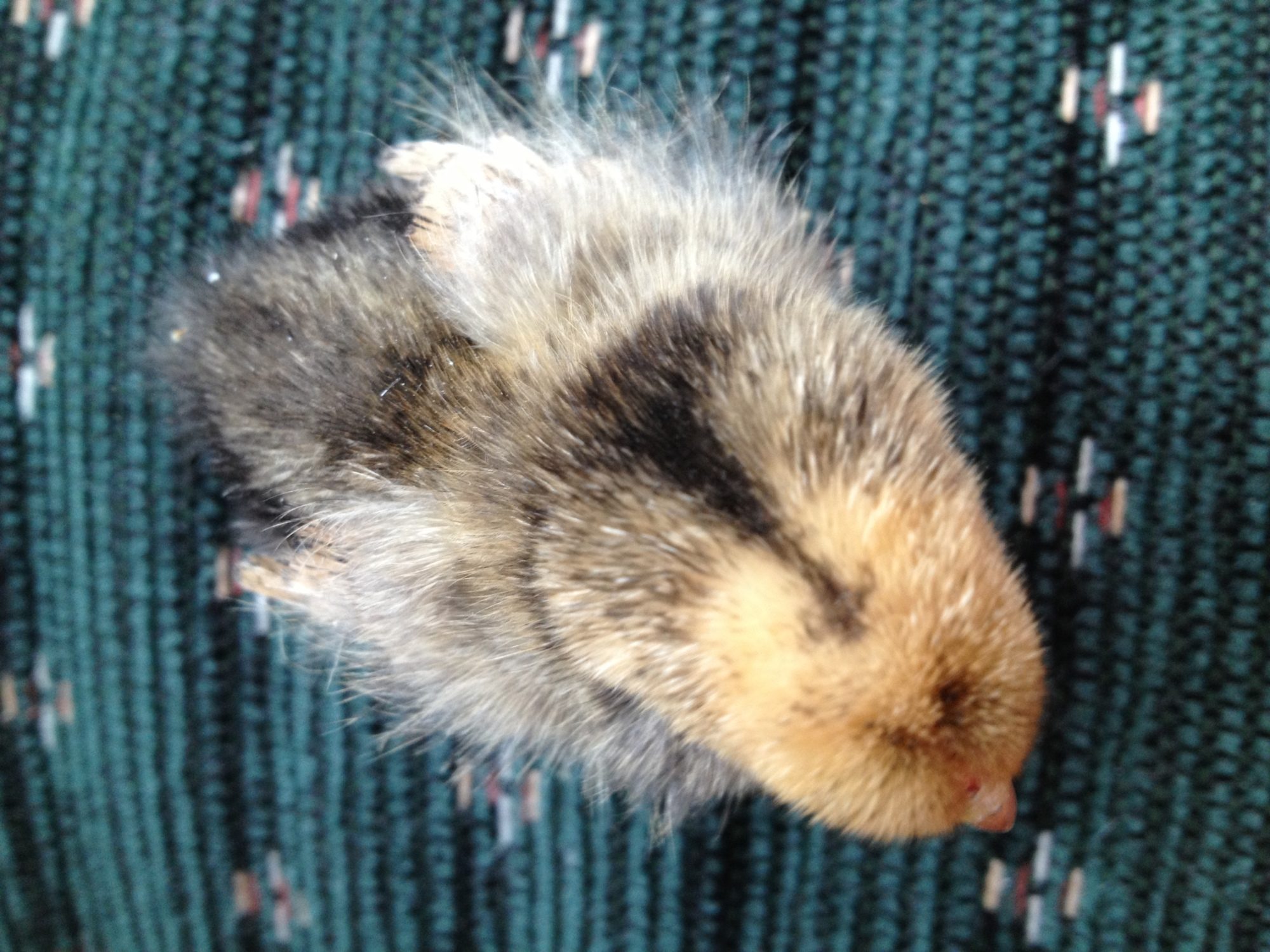 Chick 2 - Top view (Mille Fleur d'Uccle?)