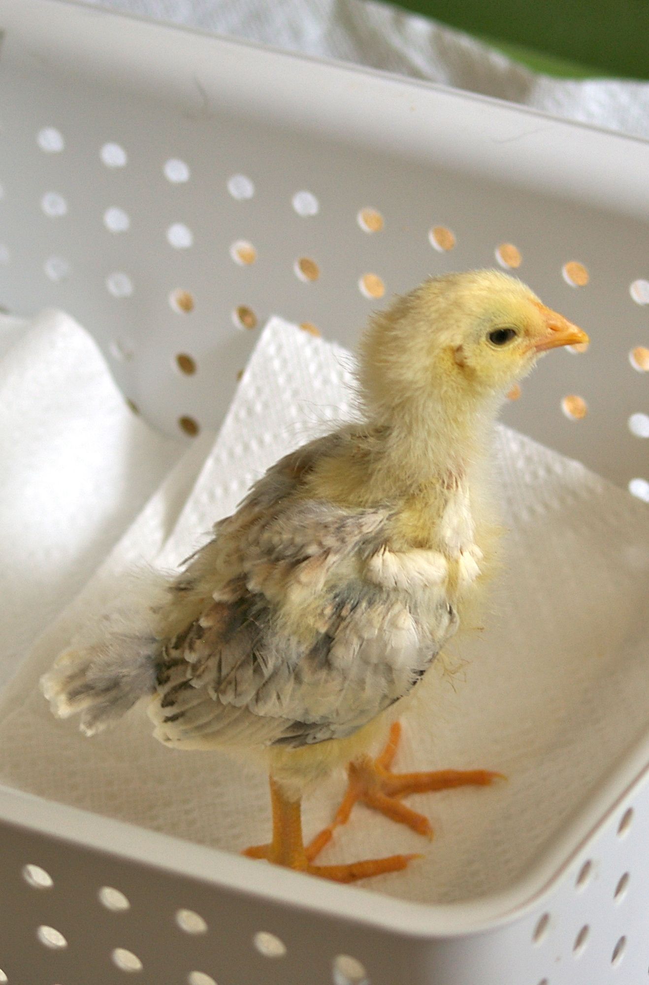 Chick 2