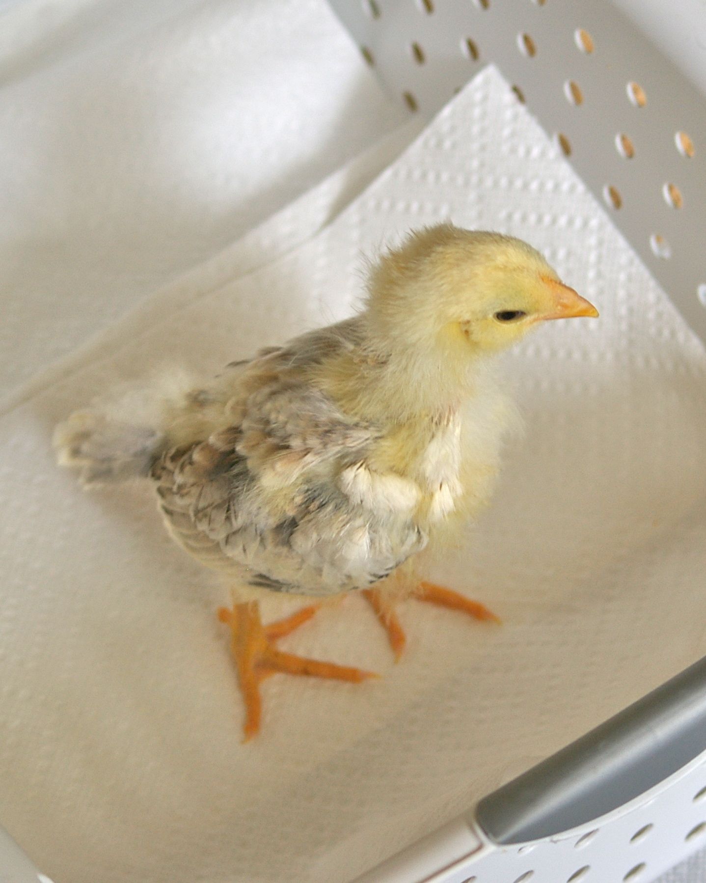 Chick 2