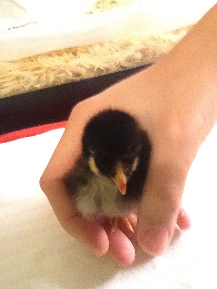 Chick 2