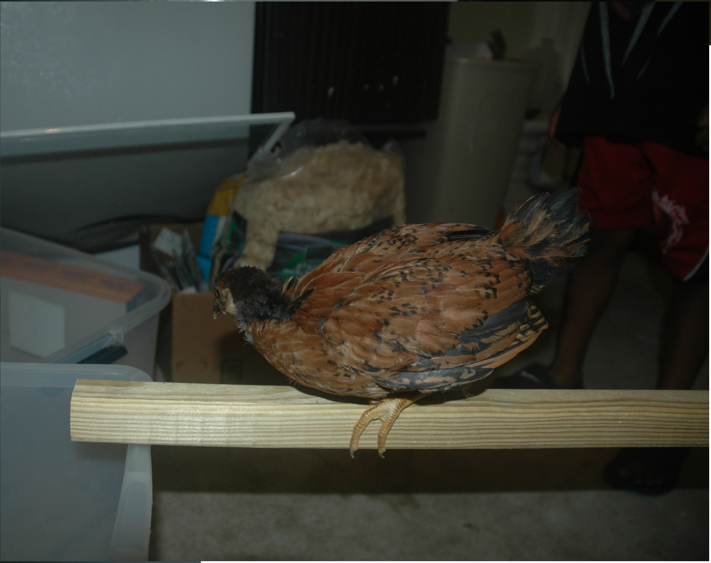 chick 2
