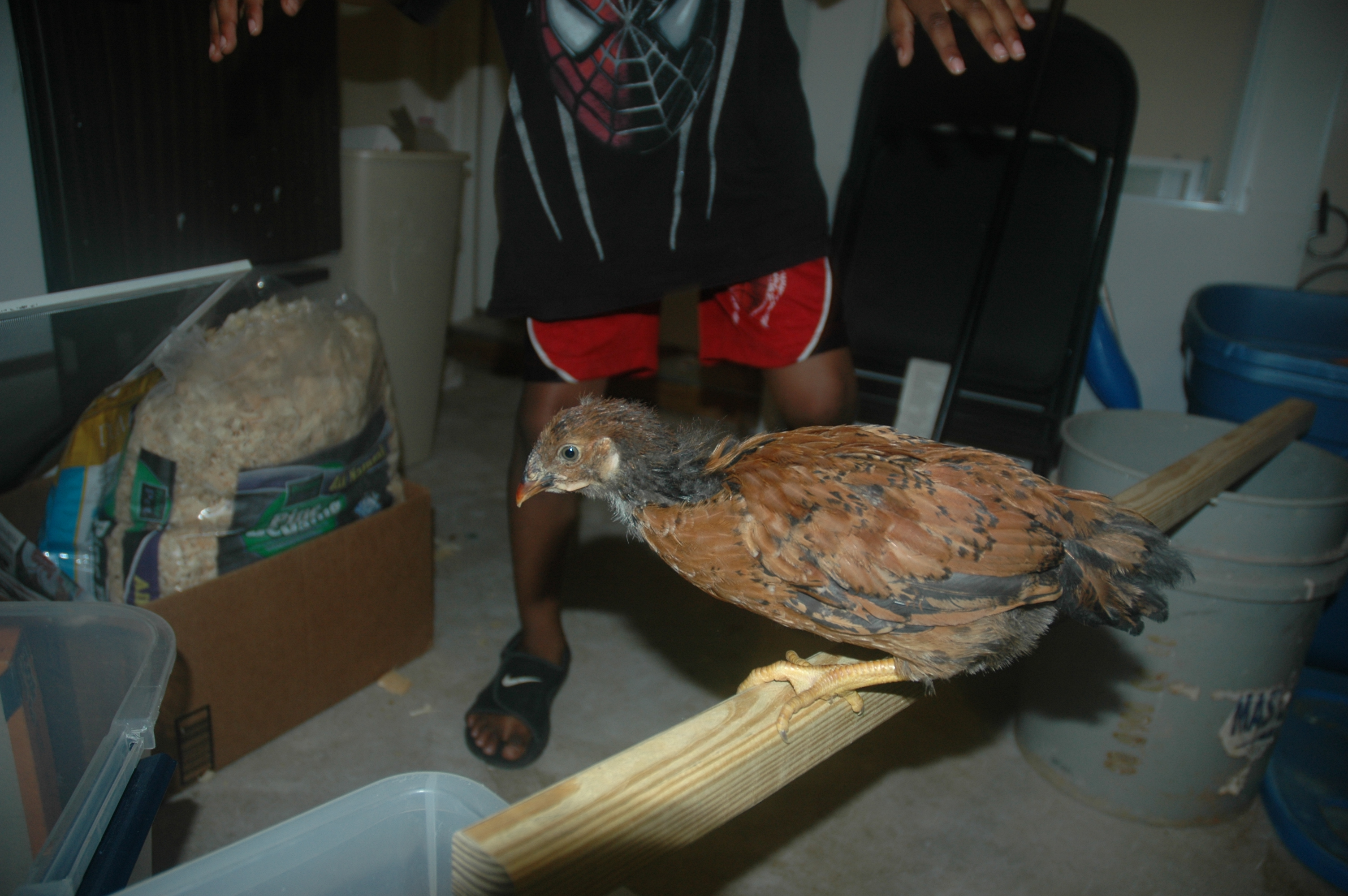 chick 2