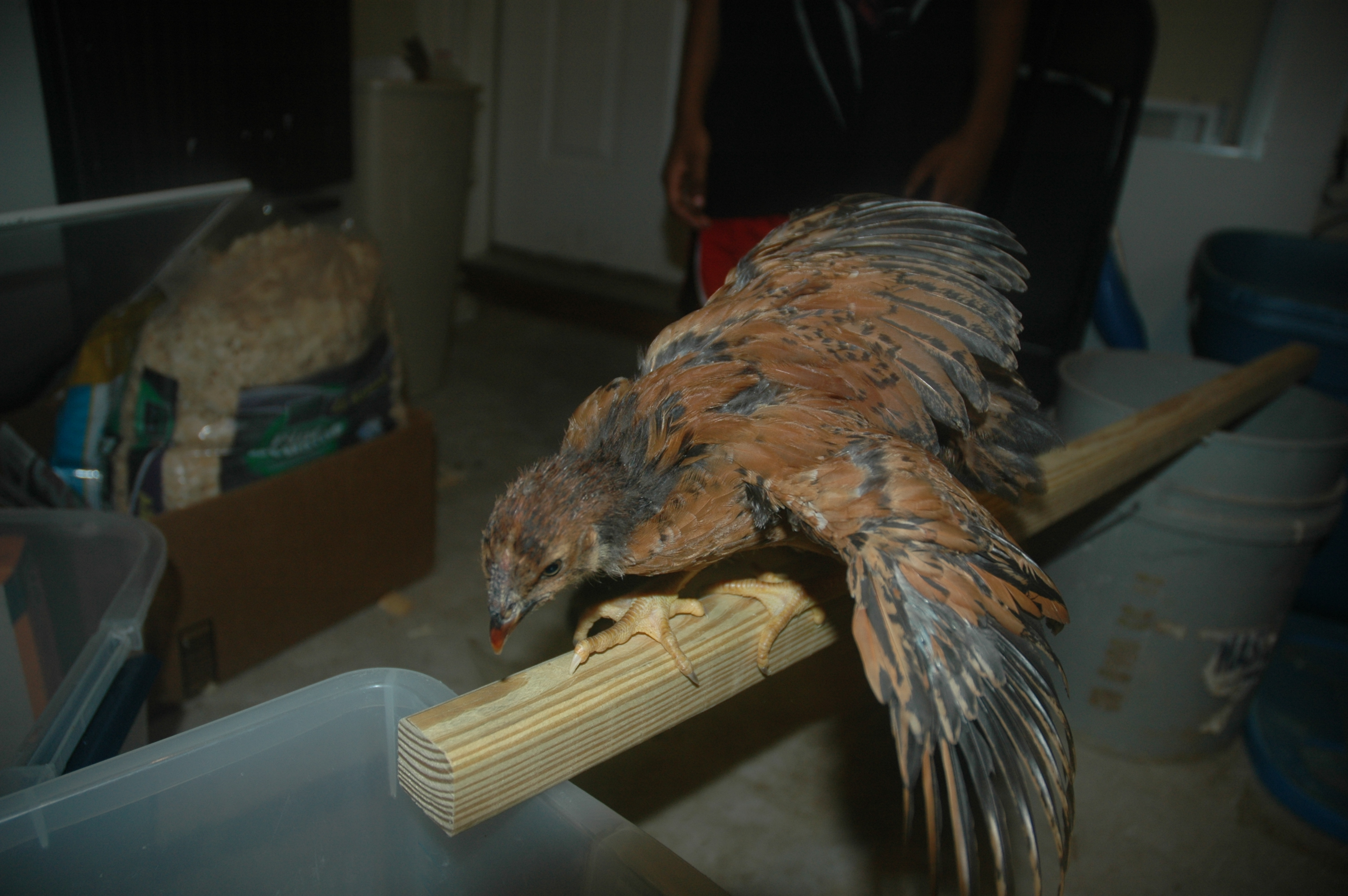 chick 2