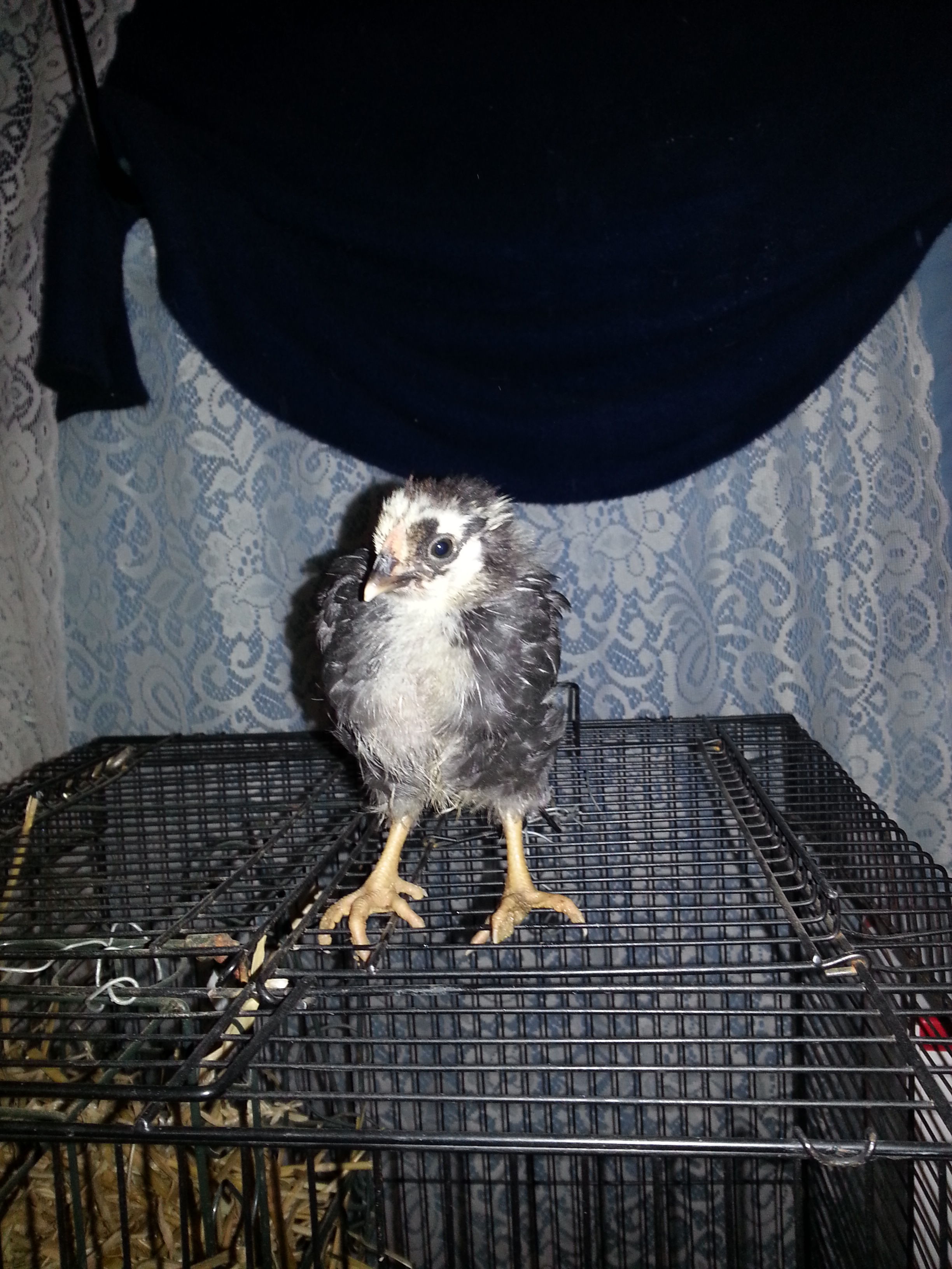 chick #2